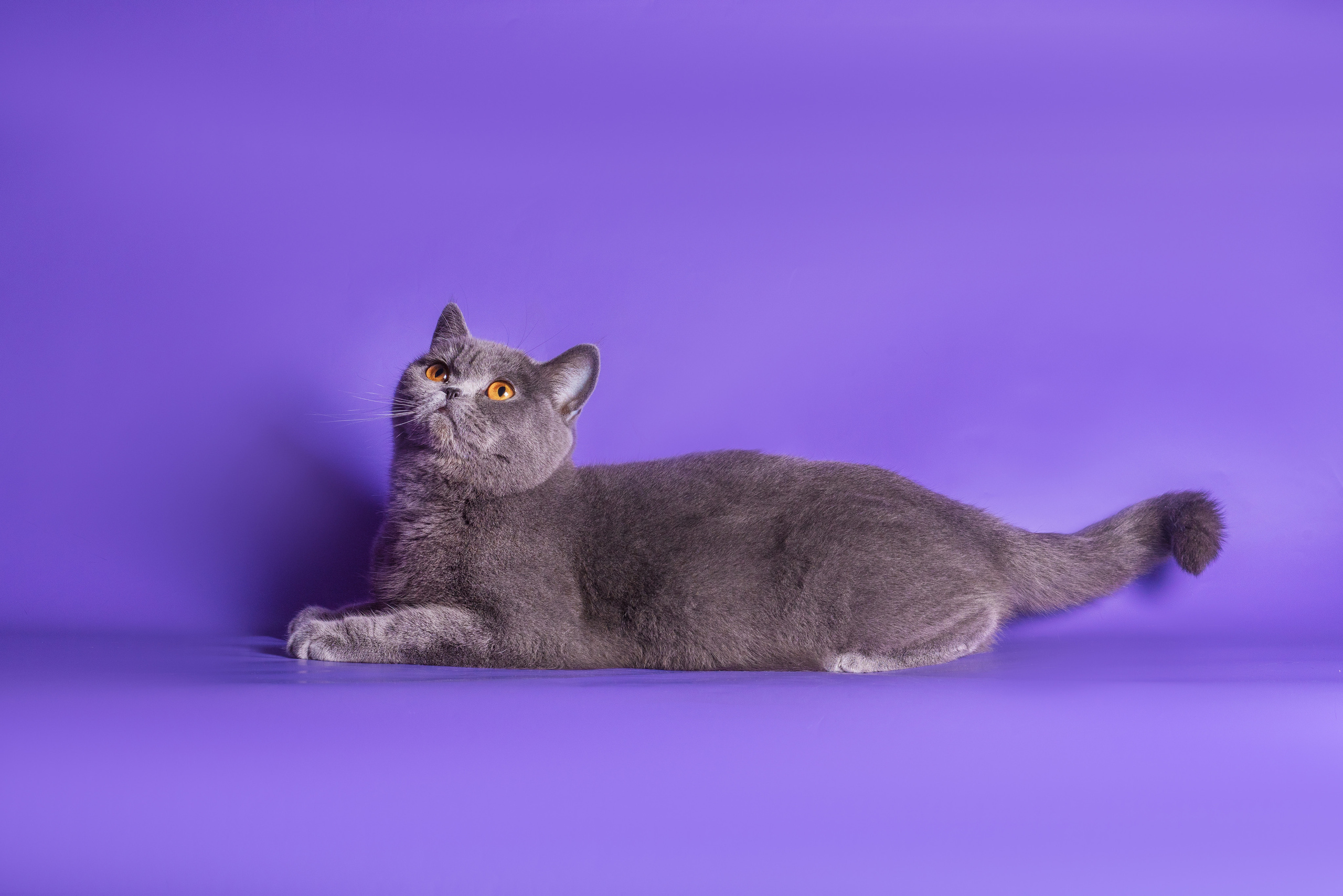 Великолепные шотландцы. Дог-фотограф в Тюмени Александра Королева