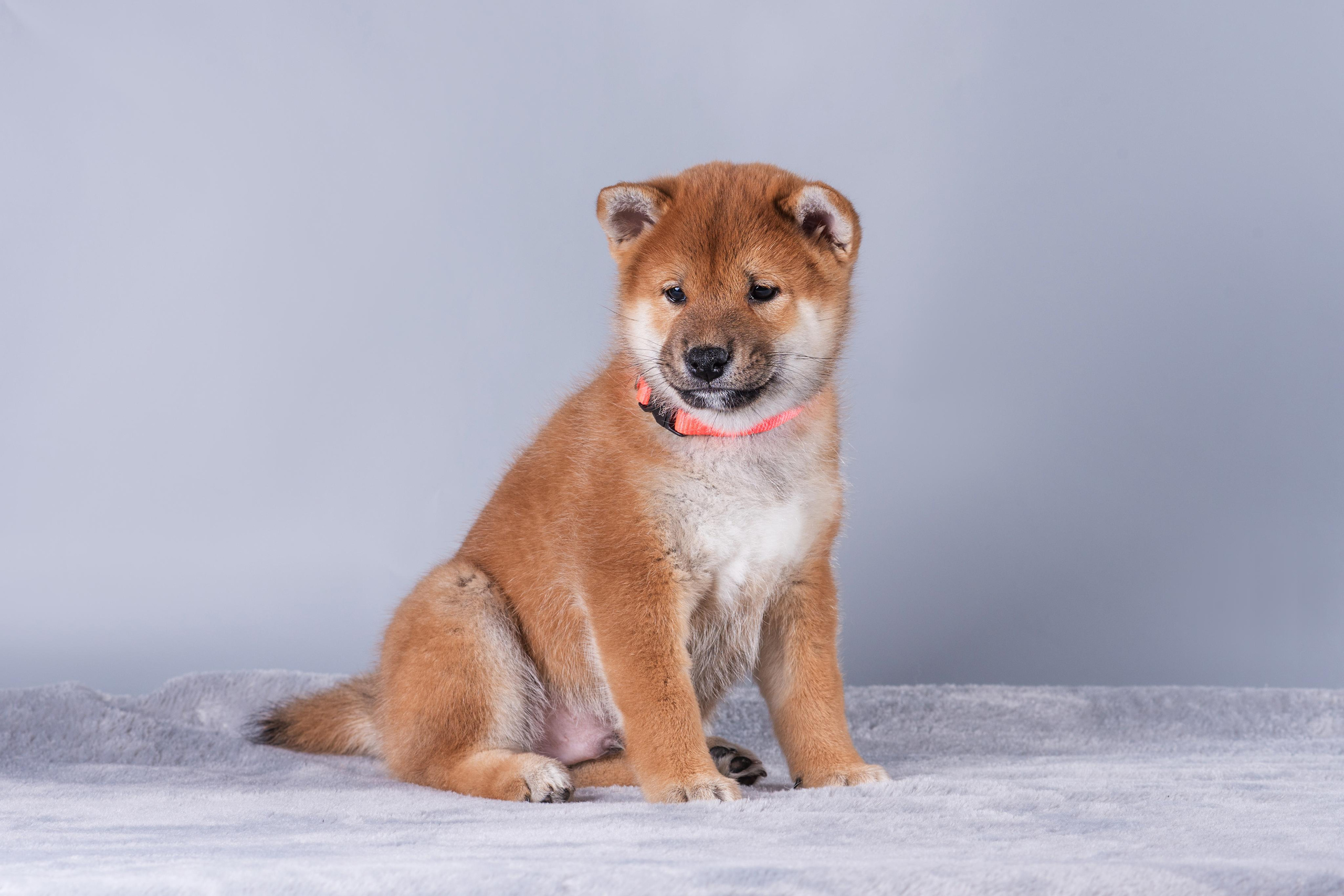 Маленькие сибы. Дог-фотограф в Тюмени Александра Королева