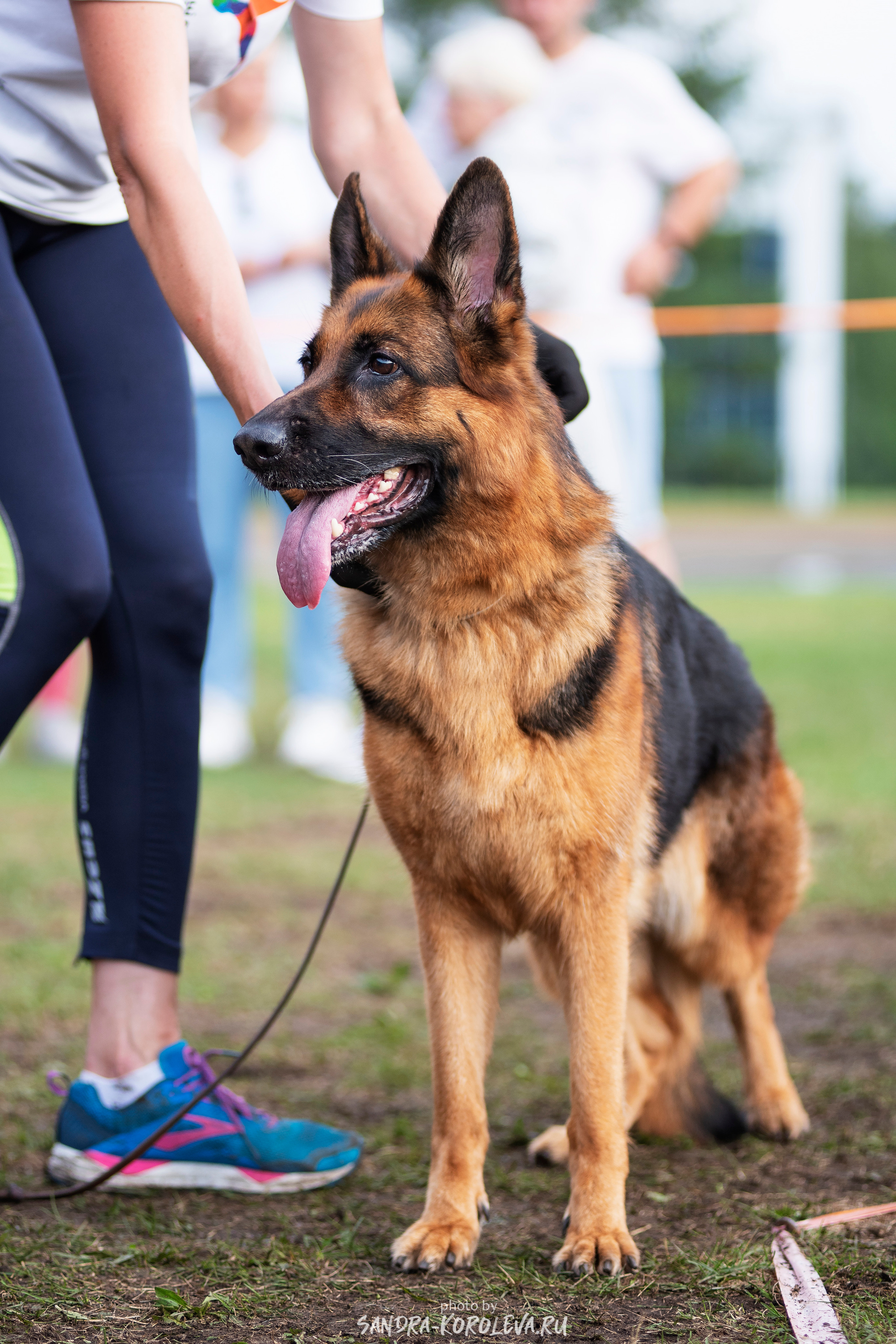 Монопородная выставка немецких овчарок, г. Заречный 2021. Дог-фотограф в Тюмени Александра Королева