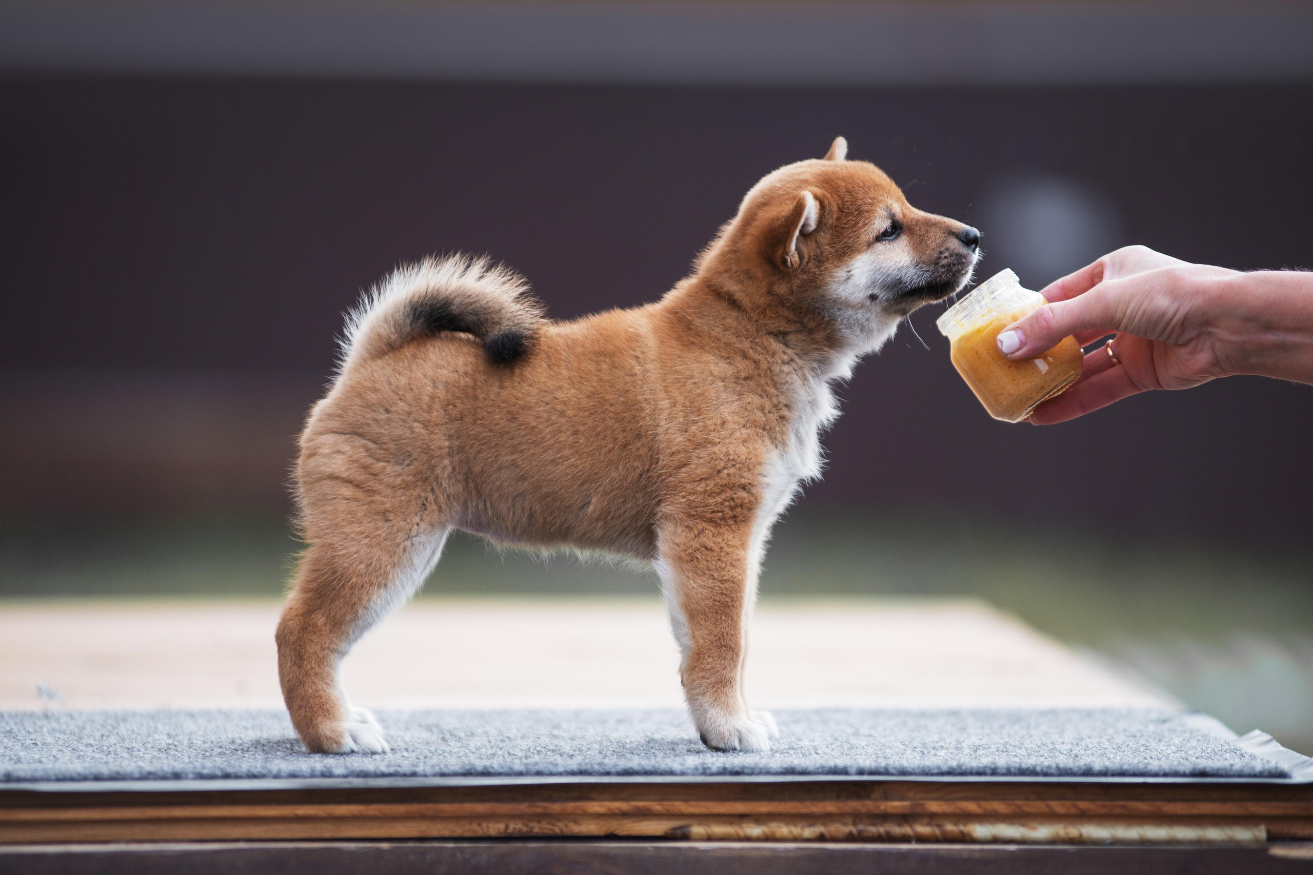 Щеночки Сибы. Дог-фотограф в Тюмени Александра Королева