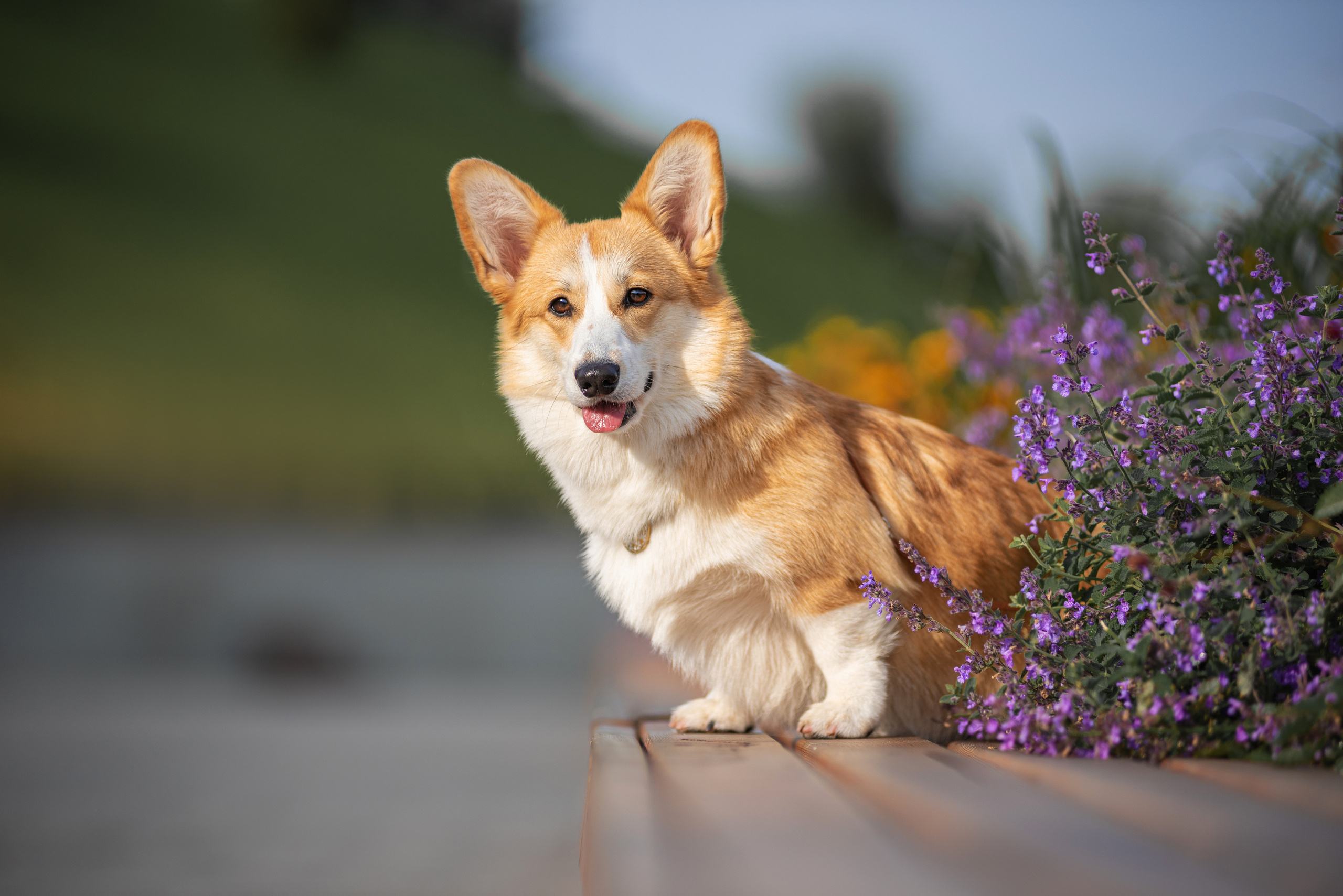 Ася и Плюша. Дог-фотограф в Тюмени Александра Королева