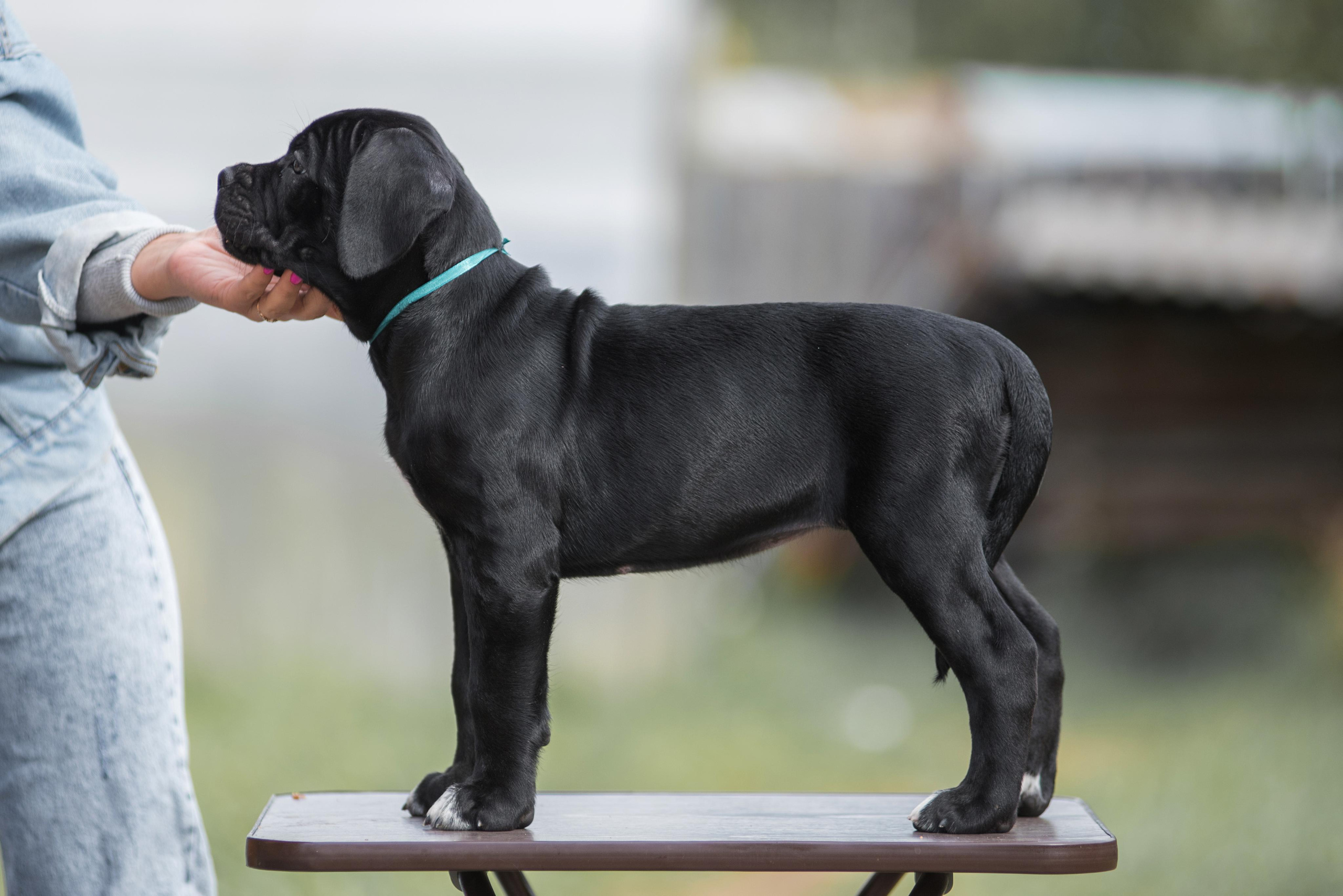 Щенки кане корсо. Дог-фотограф в Тюмени Александра Королева