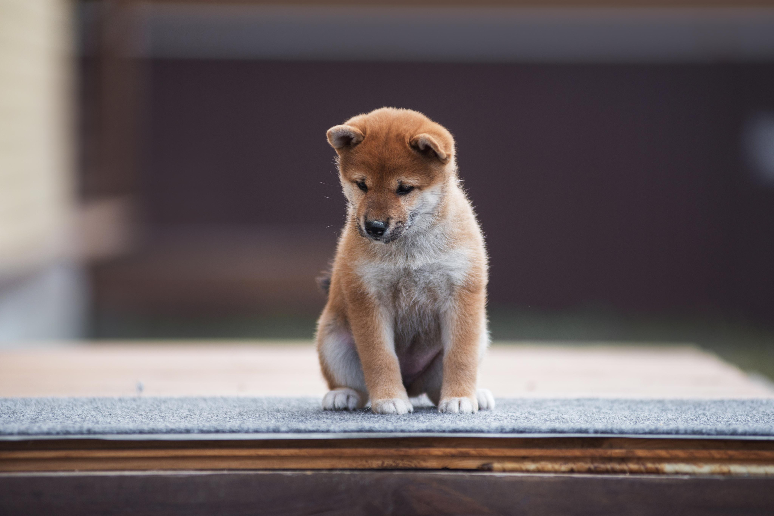 Щеночки Сибы. Дог-фотограф в Тюмени Александра Королева