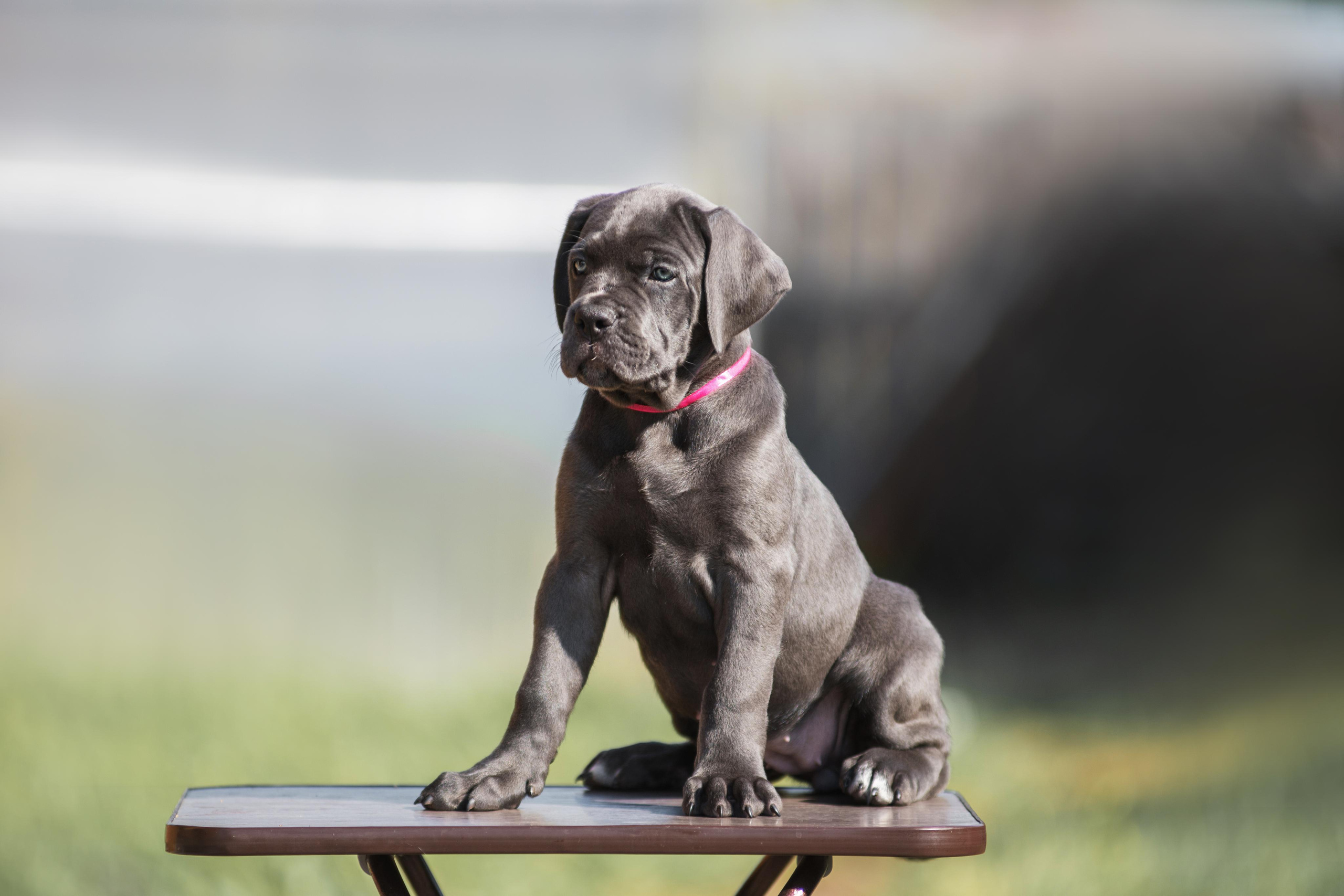 Щенки кане корсо. Дог-фотограф в Тюмени Александра Королева