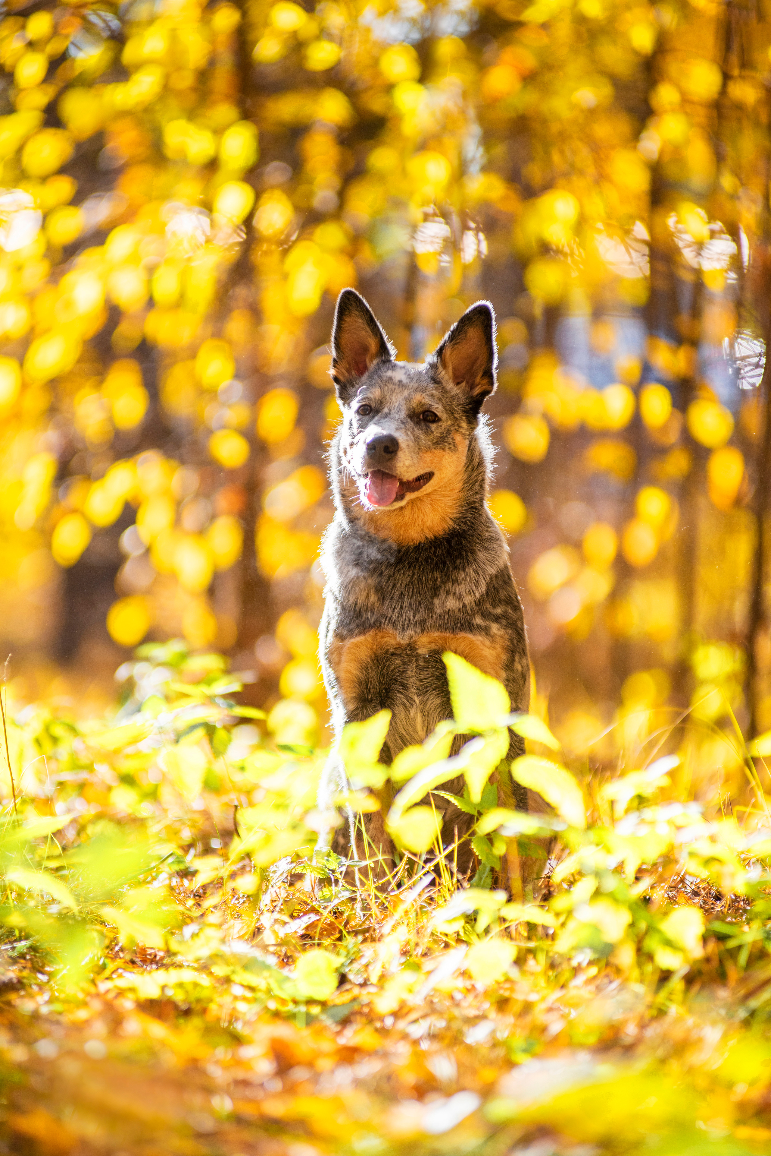 Осенний хиллер. Дог-фотограф в Тюмени Александра Королева