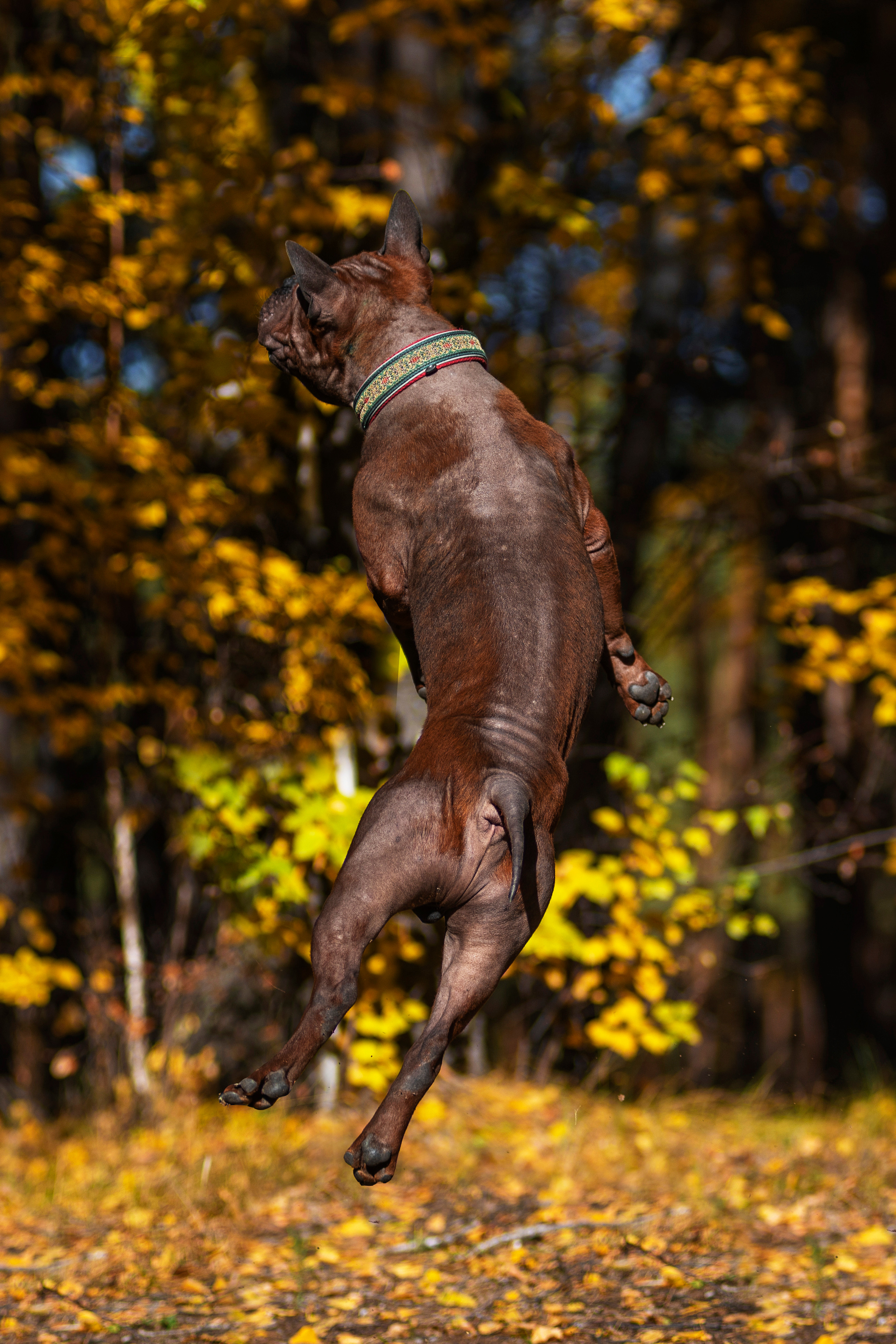 Полина и ее питомцы. Дог-фотограф в Тюмени Александра Королева