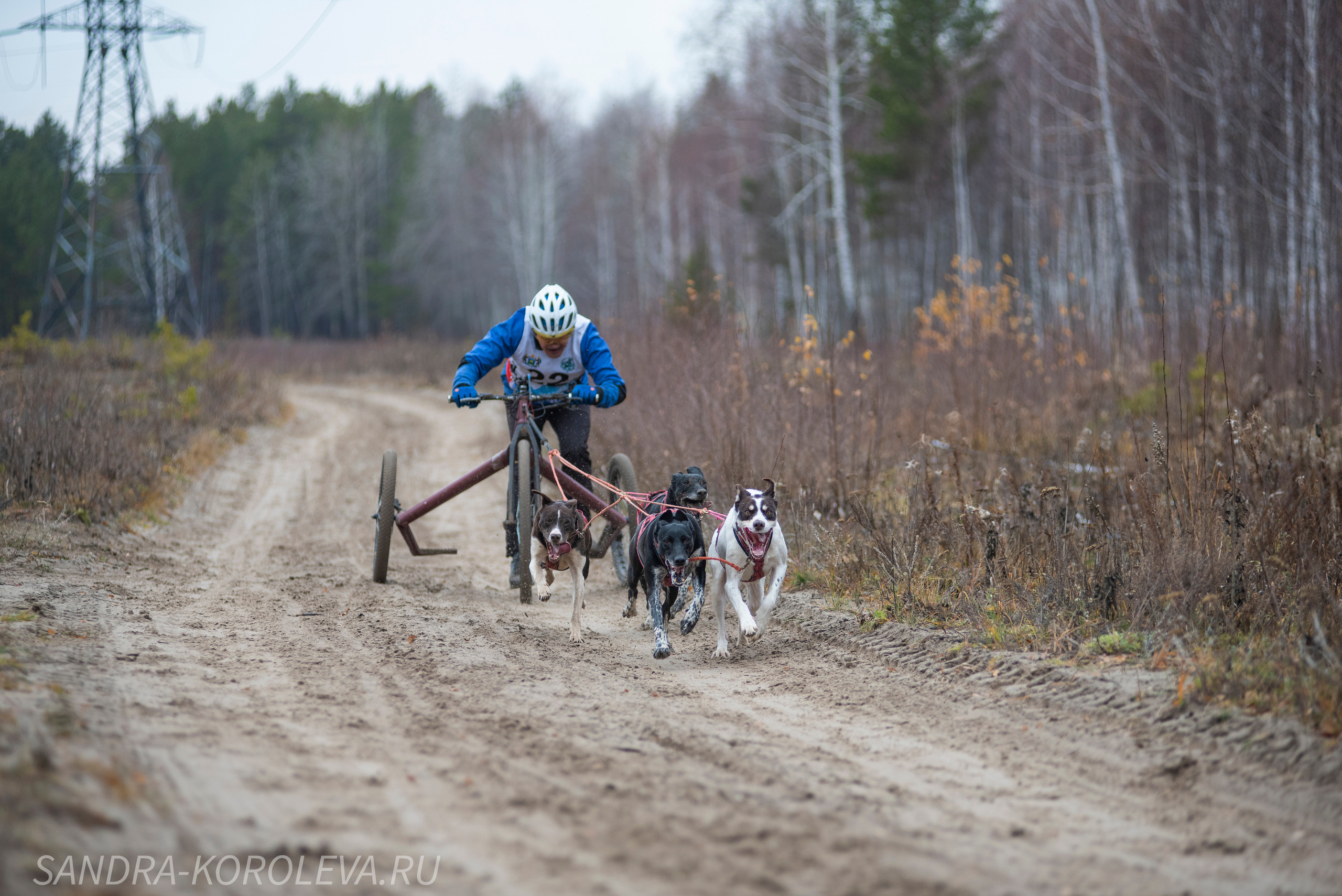 Спринт-гонка «Закрытие сезона» 24.10.2021. Дог-фотограф в Тюмени Александра Королева