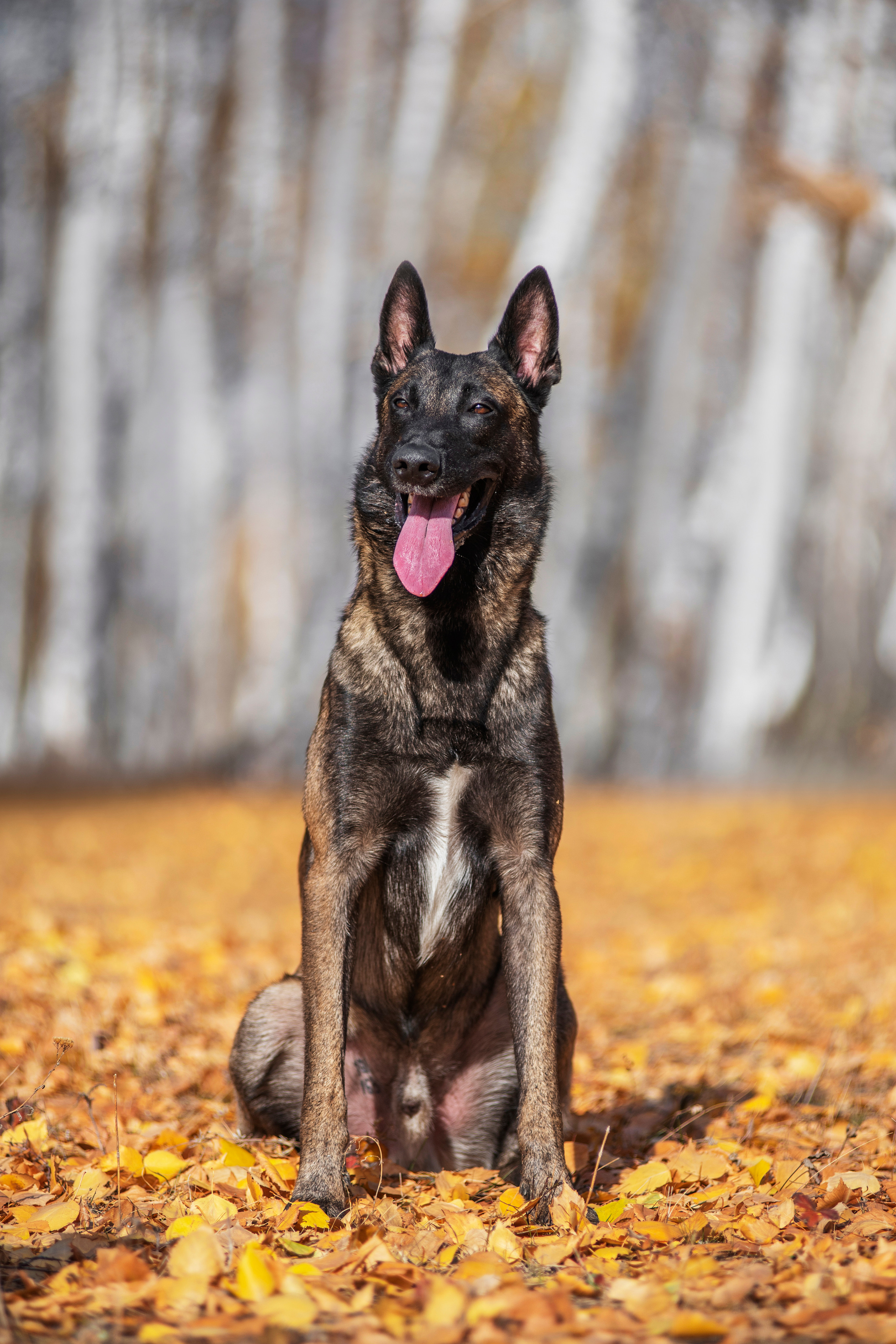 Малинуа Гектор. Дог-фотограф в Тюмени Александра Королева