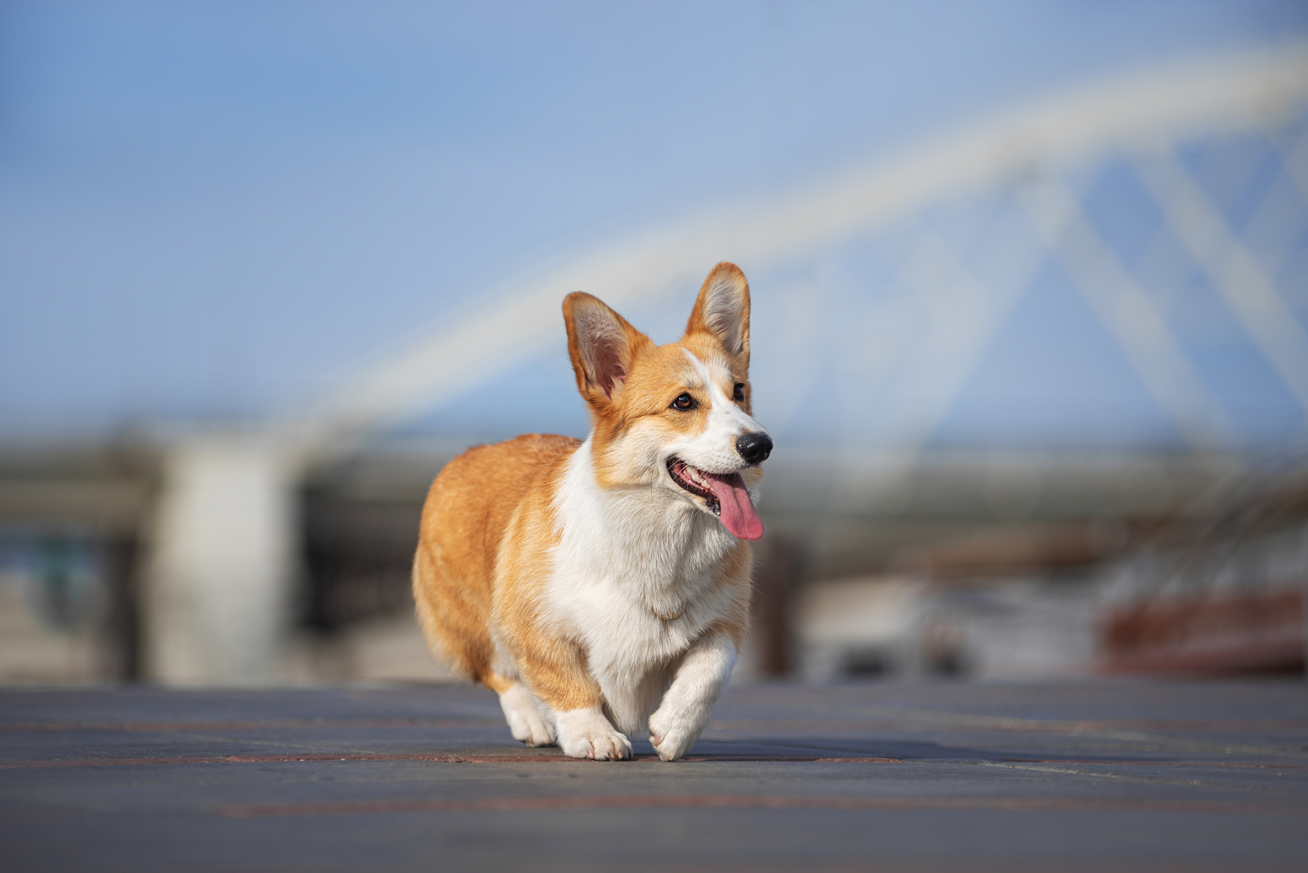 Ася и Плюша. Дог-фотограф в Тюмени Александра Королева