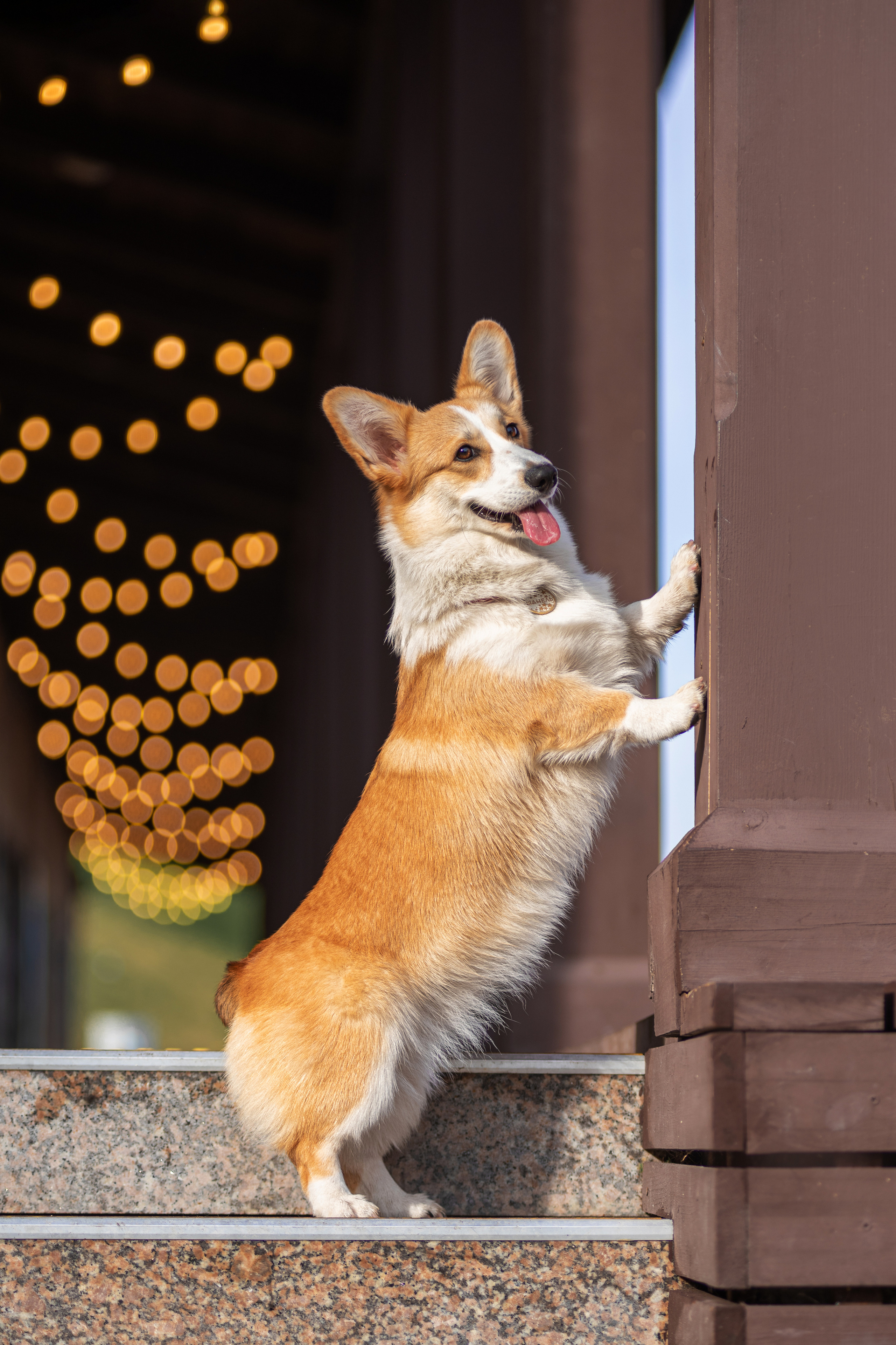 Ася и Плюша. Дог-фотограф в Тюмени Александра Королева