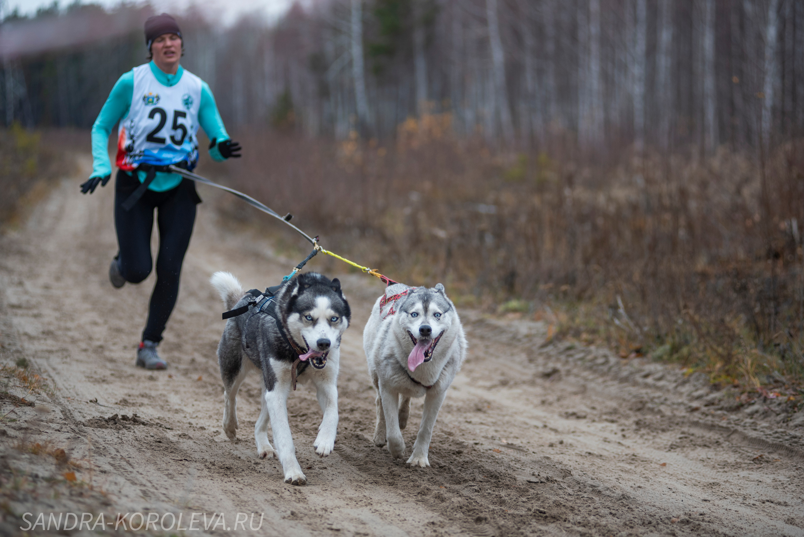 Спринт-гонка «Закрытие сезона» 24.10.2021. Дог-фотограф в Тюмени Александра Королева