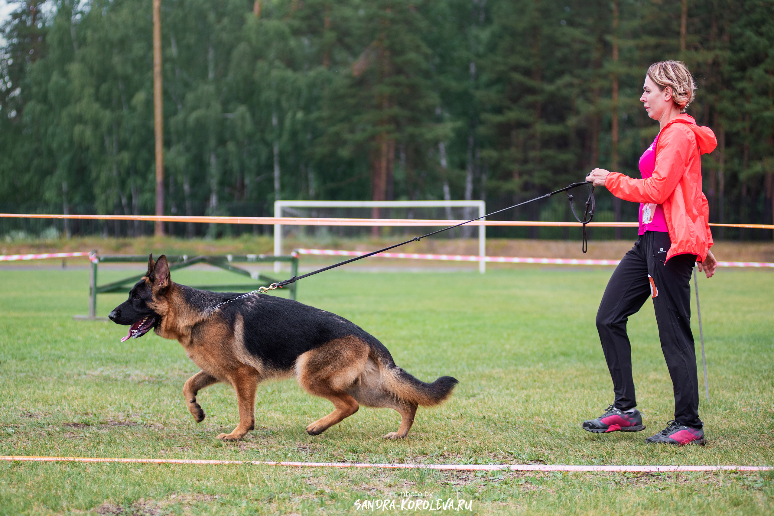 Монопородная выставка немецких овчарок, г. Заречный 2021. Дог-фотограф в Тюмени Александра Королева