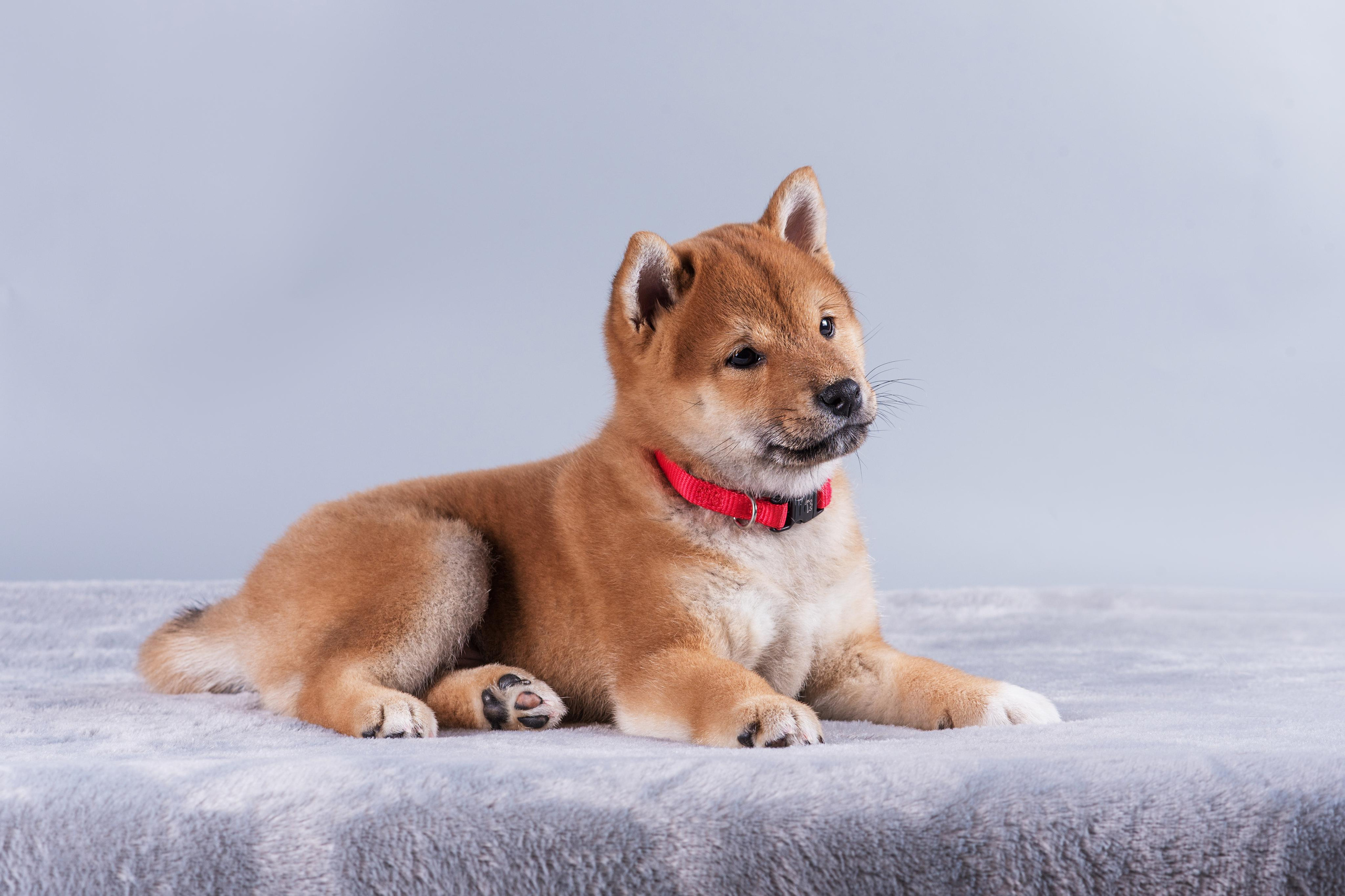 Маленькие сибы. Дог-фотограф в Тюмени Александра Королева
