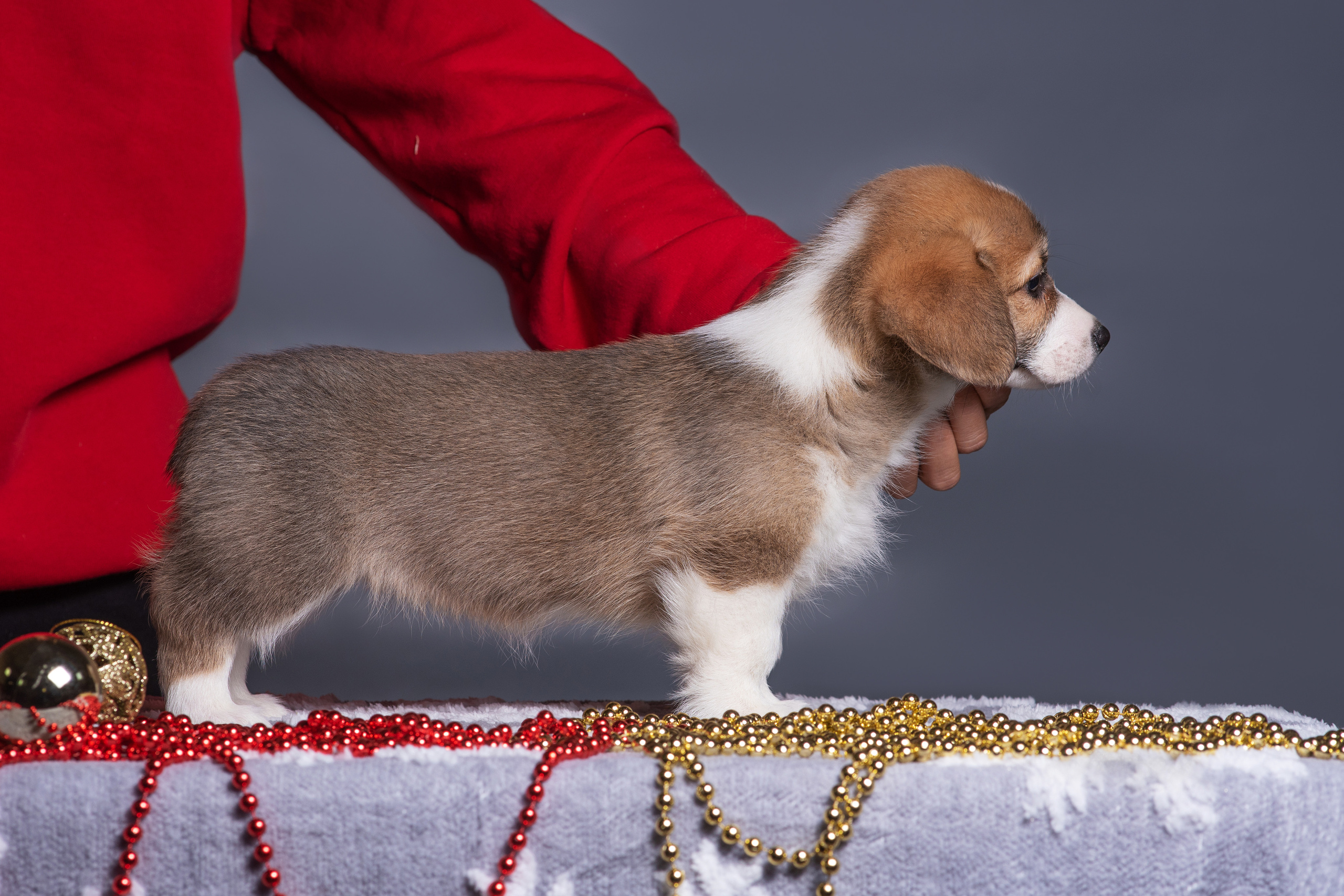Новогодние коржики с сахарной посыпкой. Дог-фотограф в Тюмени Александра Королева