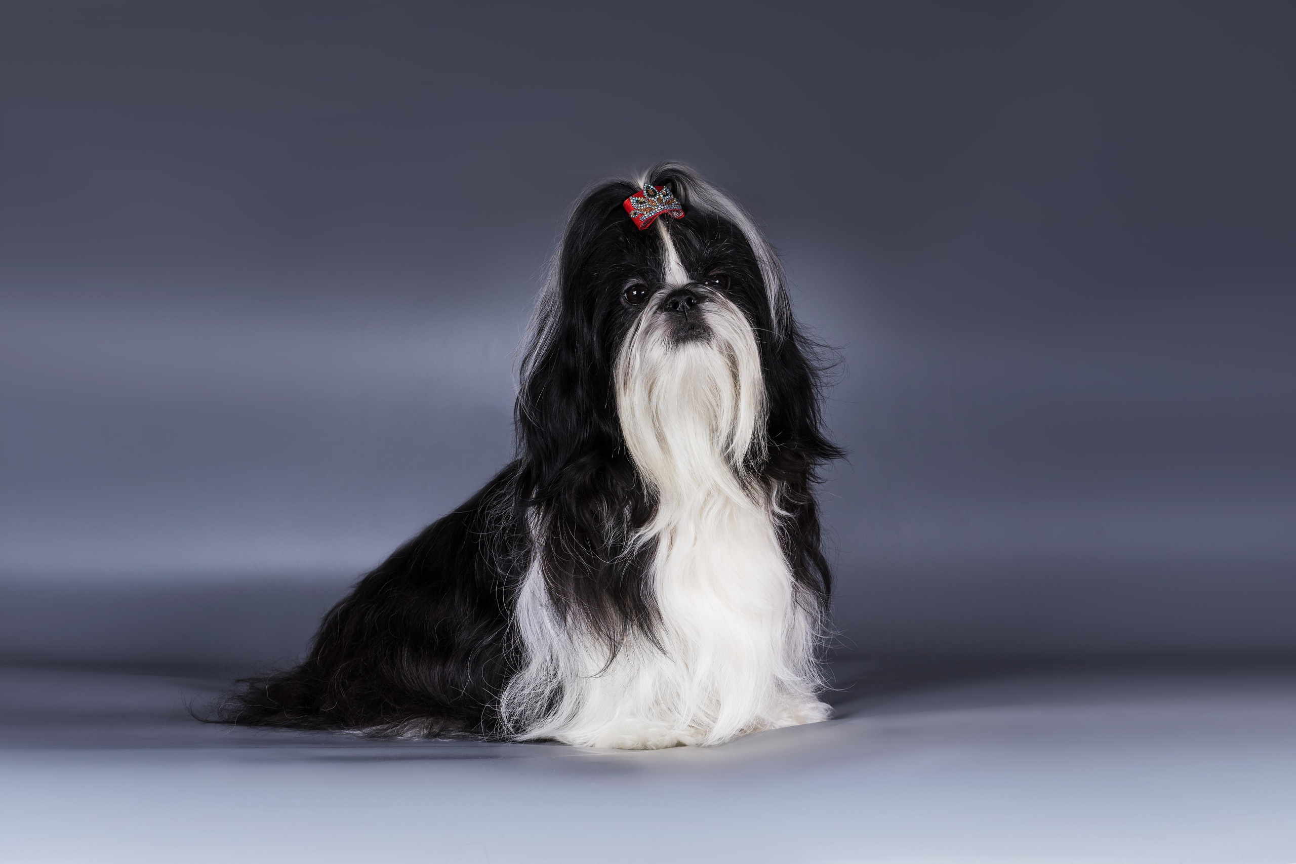 Великолепные ши-тцу. Дог-фотограф в Тюмени Александра Королева