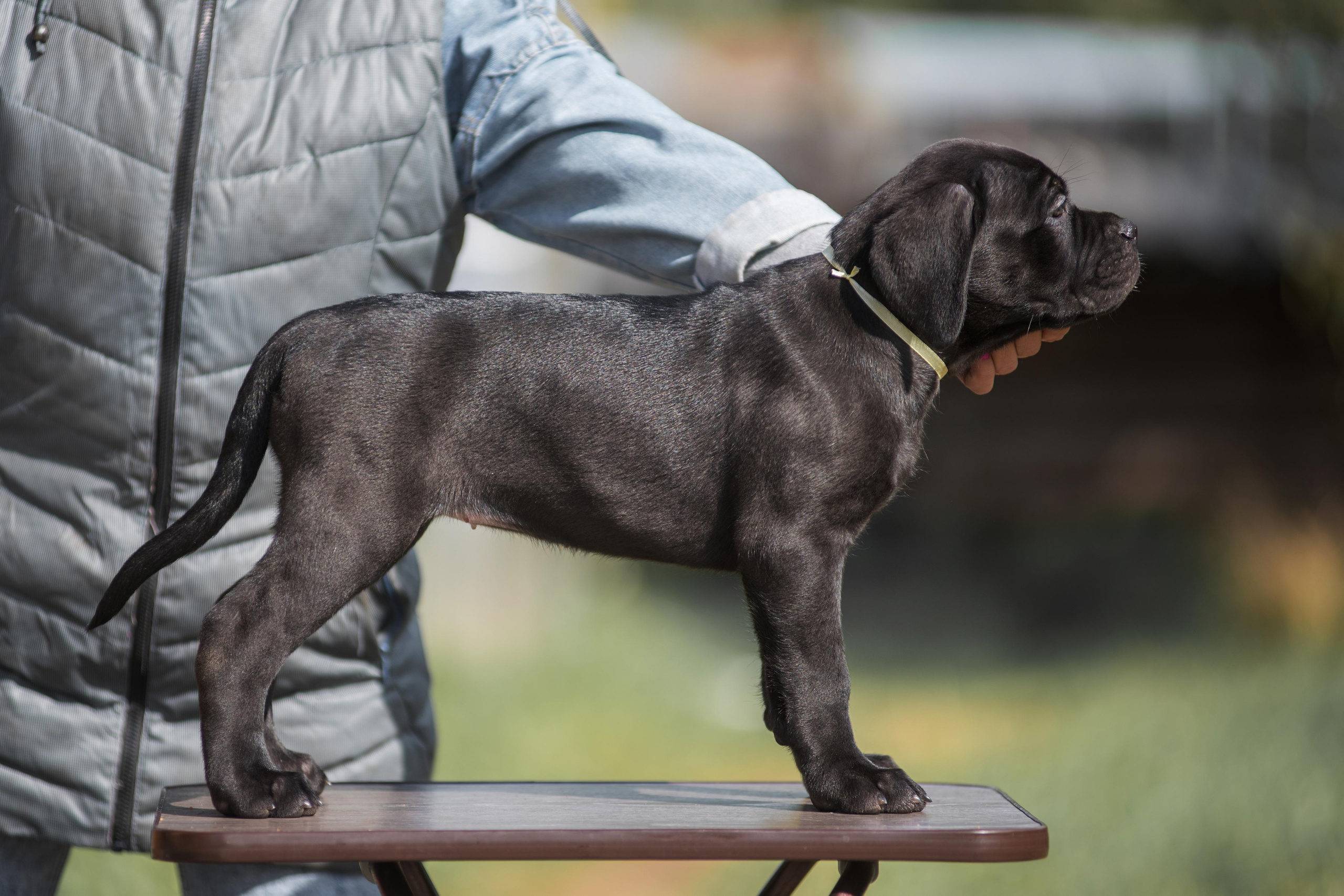 Щенки кане корсо. Дог-фотограф в Тюмени Александра Королева