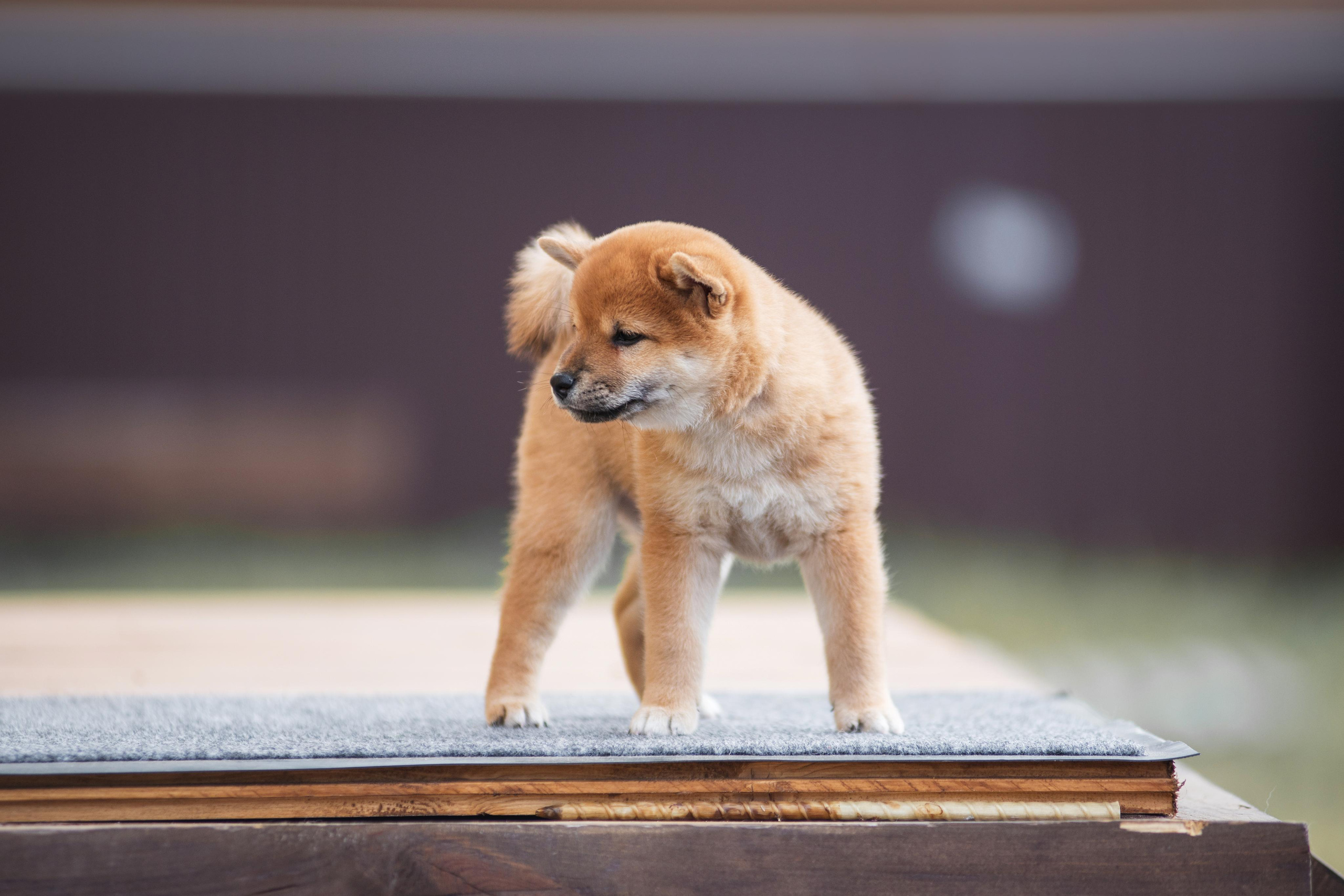 Щеночки Сибы. Дог-фотограф в Тюмени Александра Королева