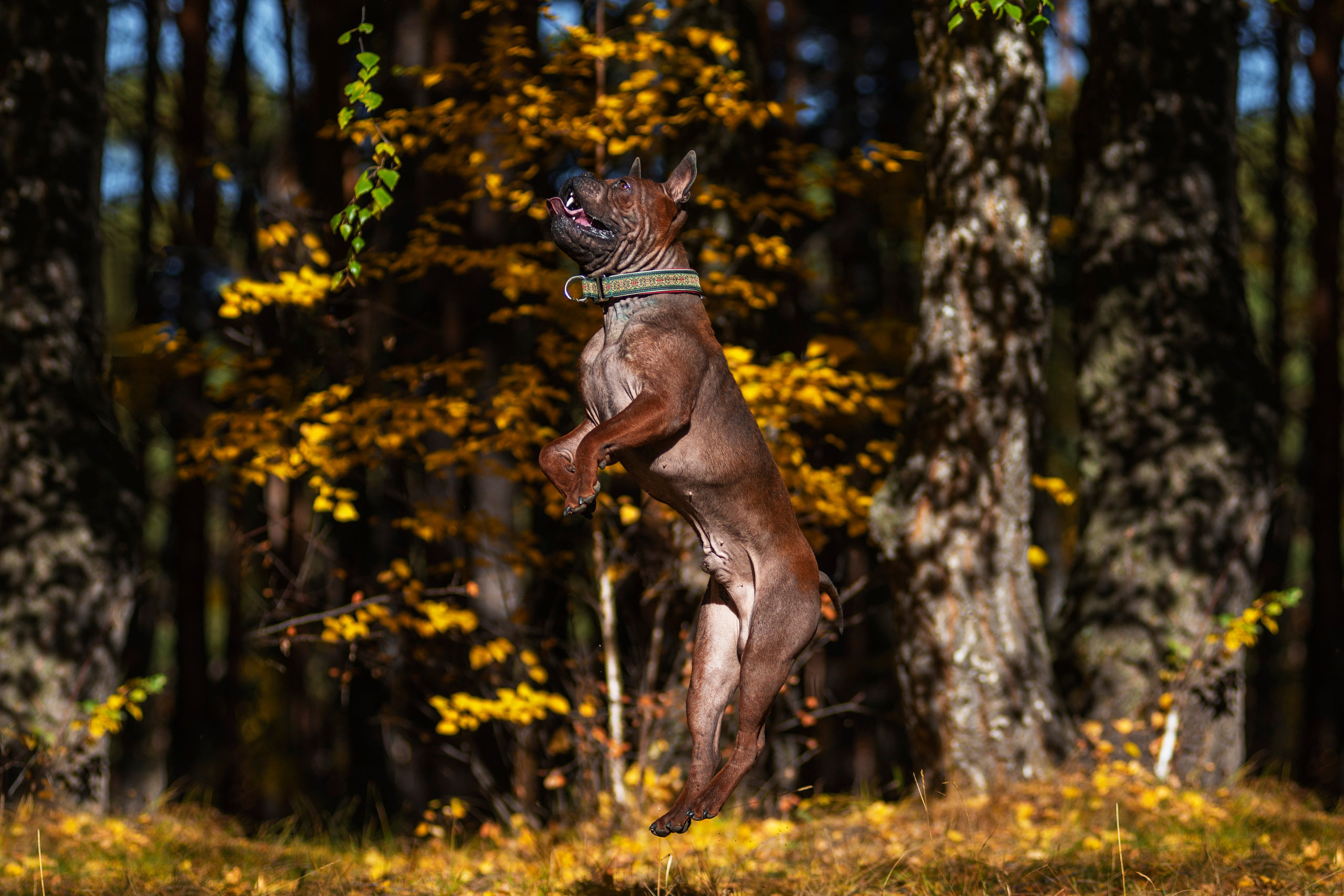 Полина и ее питомцы. Дог-фотограф в Тюмени Александра Королева
