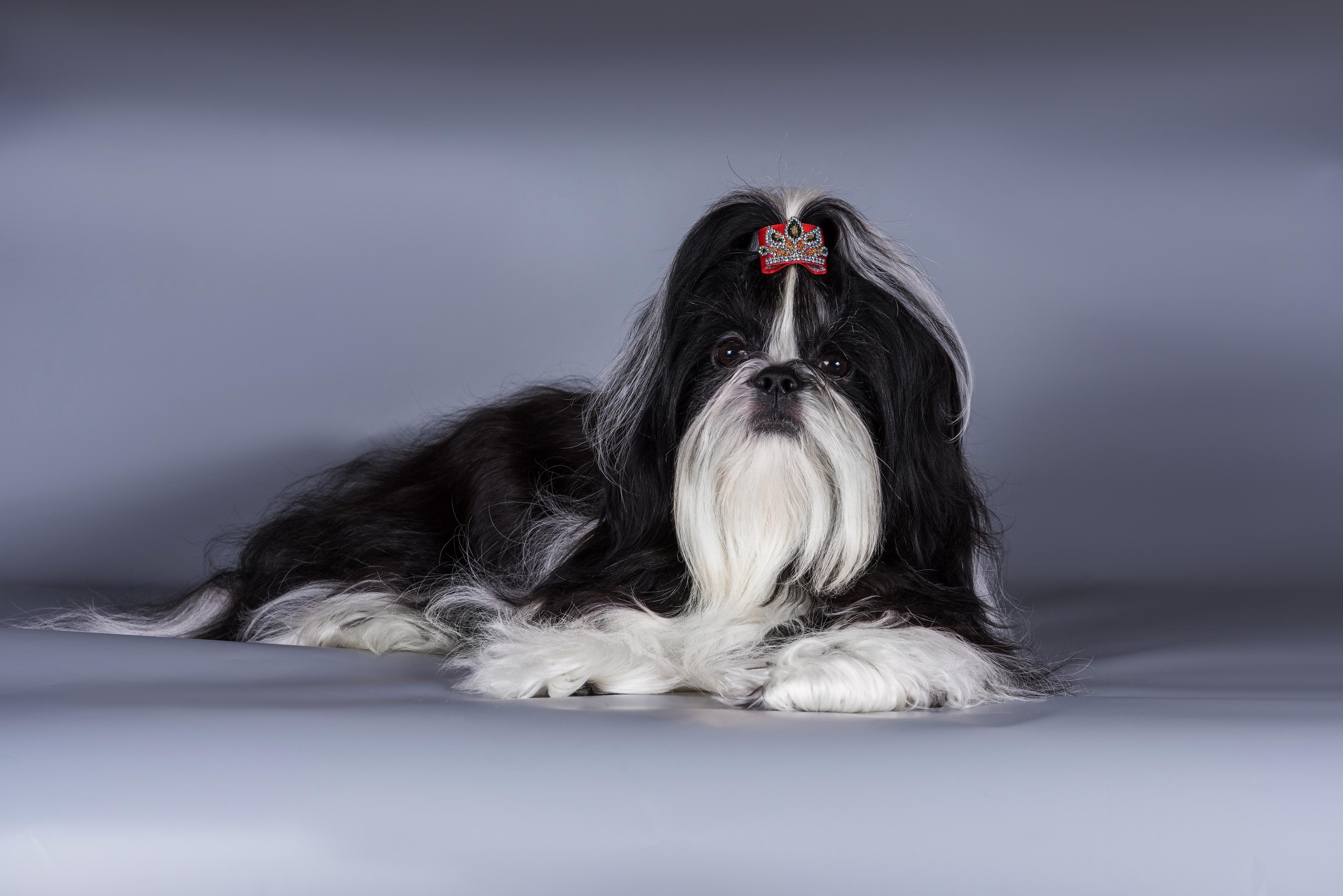 Великолепные ши-тцу. Дог-фотограф в Тюмени Александра Королева