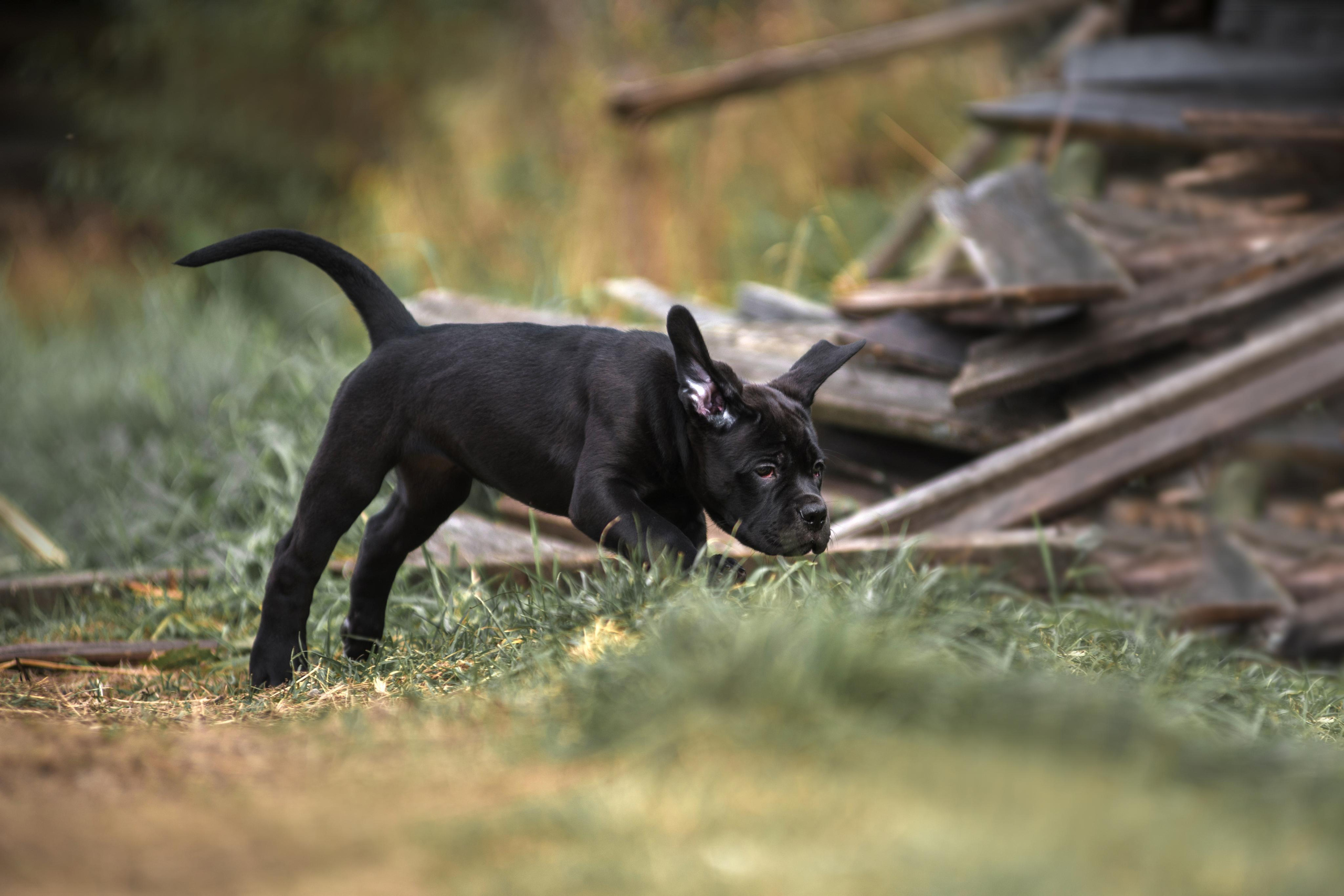 Щенки кане корсо. Дог-фотограф в Тюмени Александра Королева