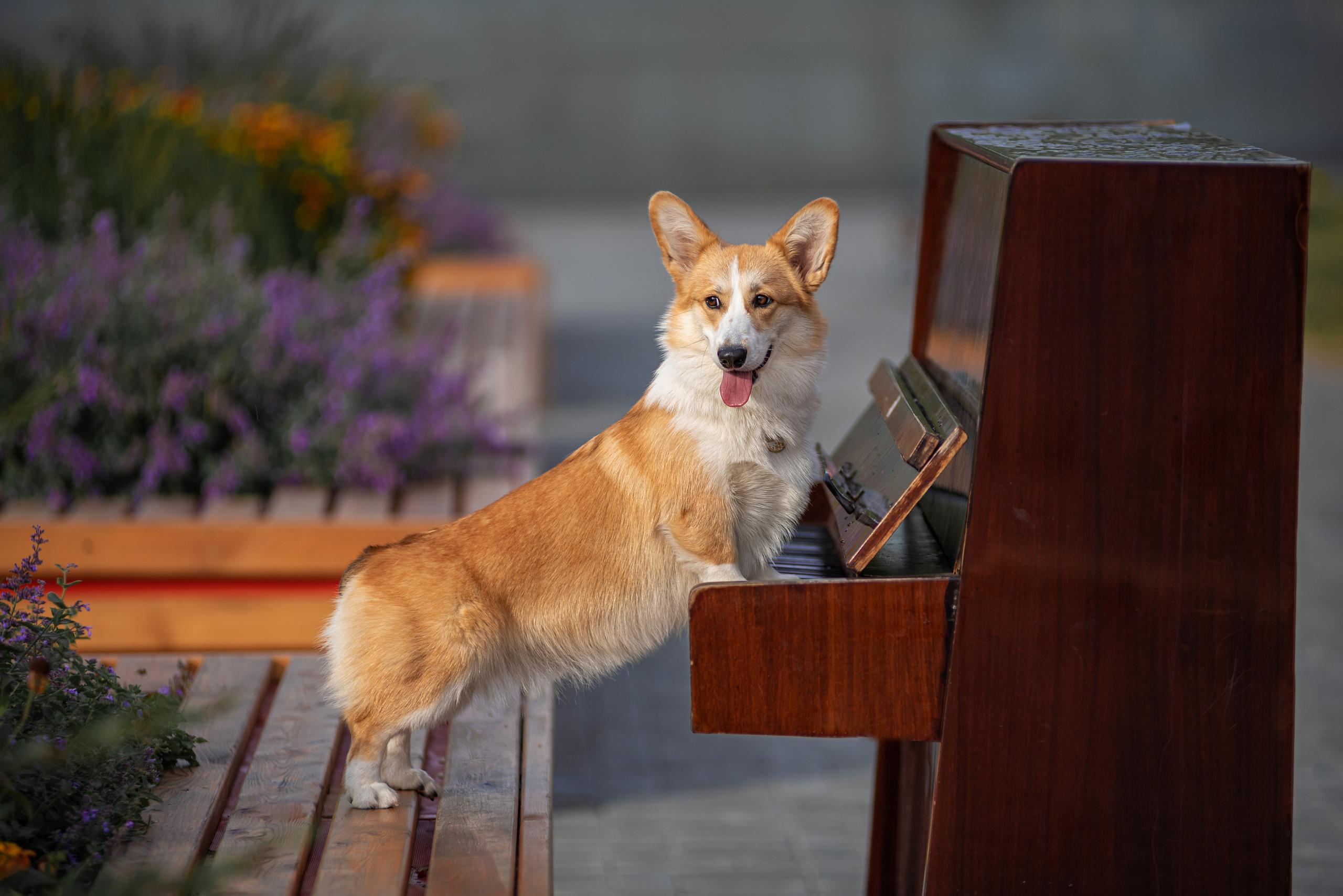 Ася и Плюша. Дог-фотограф в Тюмени Александра Королева