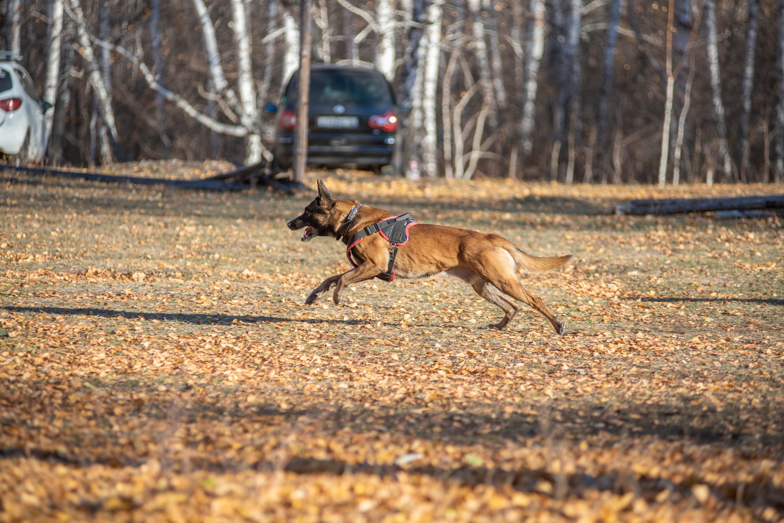 RUSSIAN HELPERS SCHOOL. Магнитогорск октябрь 2021. Дог-фотограф в Тюмени Александра Королева