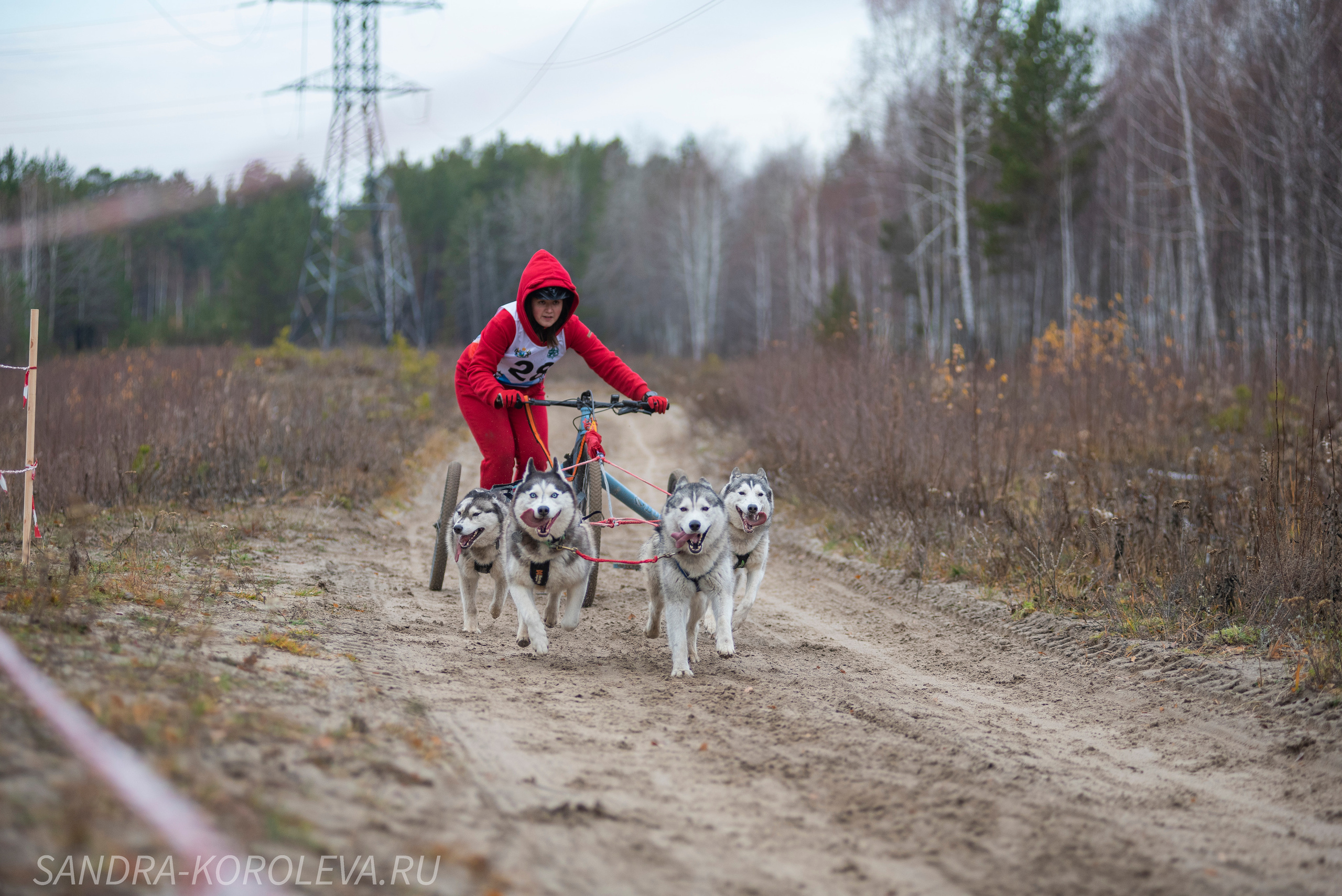 Спринт-гонка «Закрытие сезона» 24.10.2021. Дог-фотограф в Тюмени Александра Королева