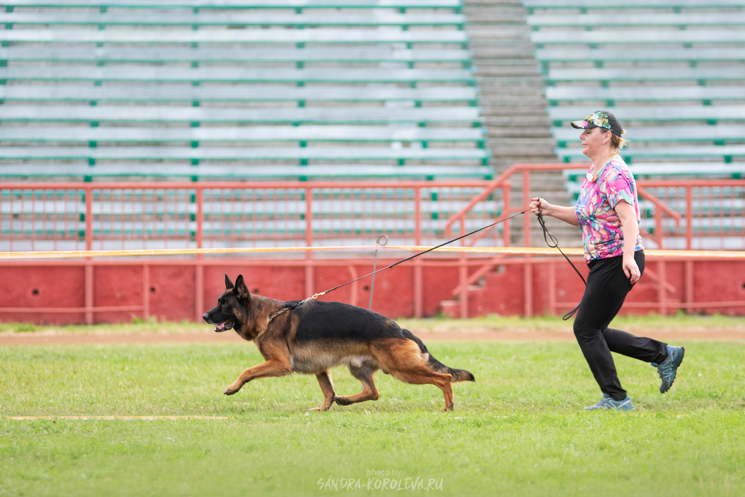 Монопородная выставка немецких овчарок, г. Заречный 2021. Дог-фотограф в Тюмени Александра Королева