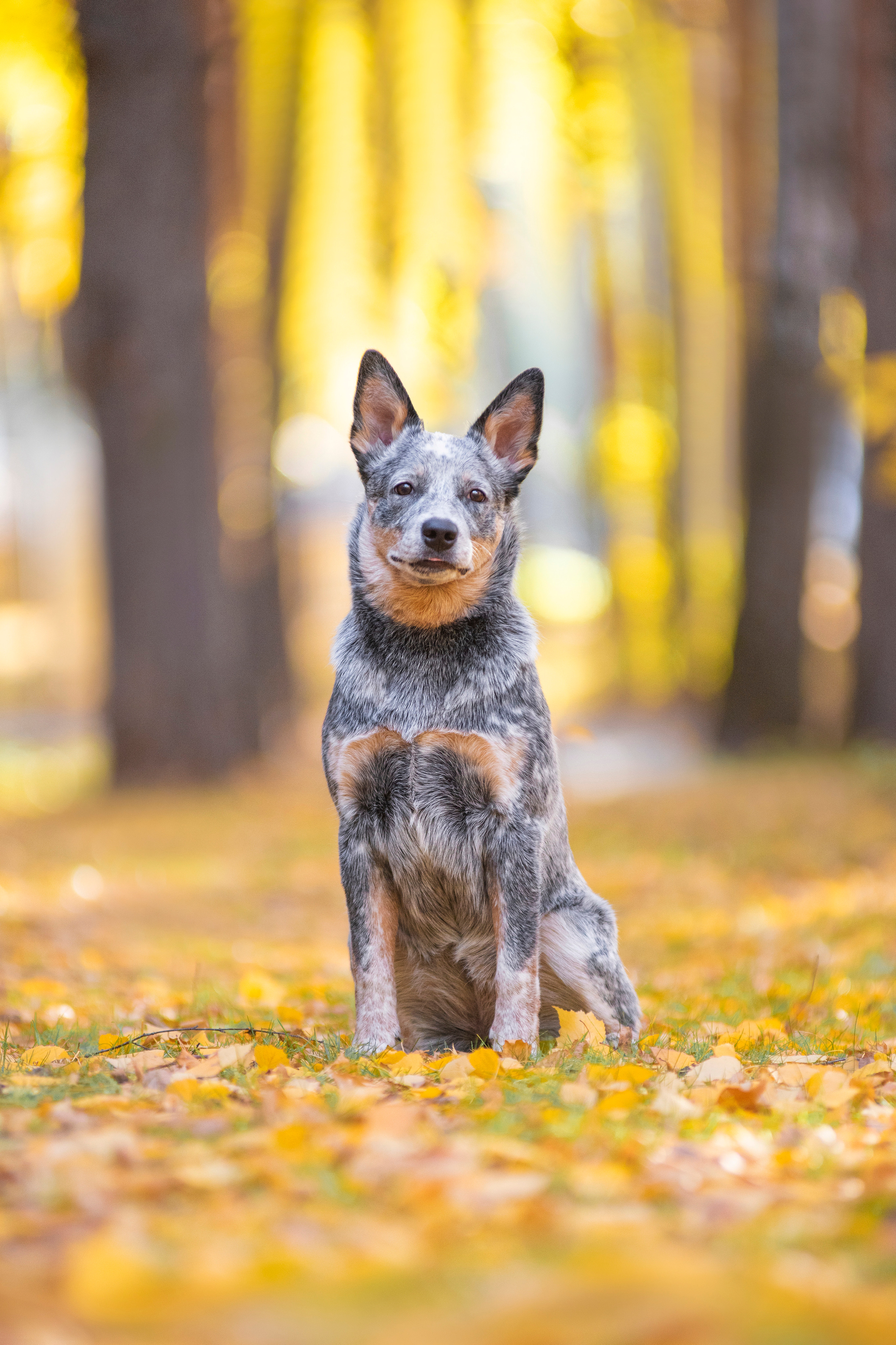 Осенний хиллер. Дог-фотограф в Тюмени Александра Королева