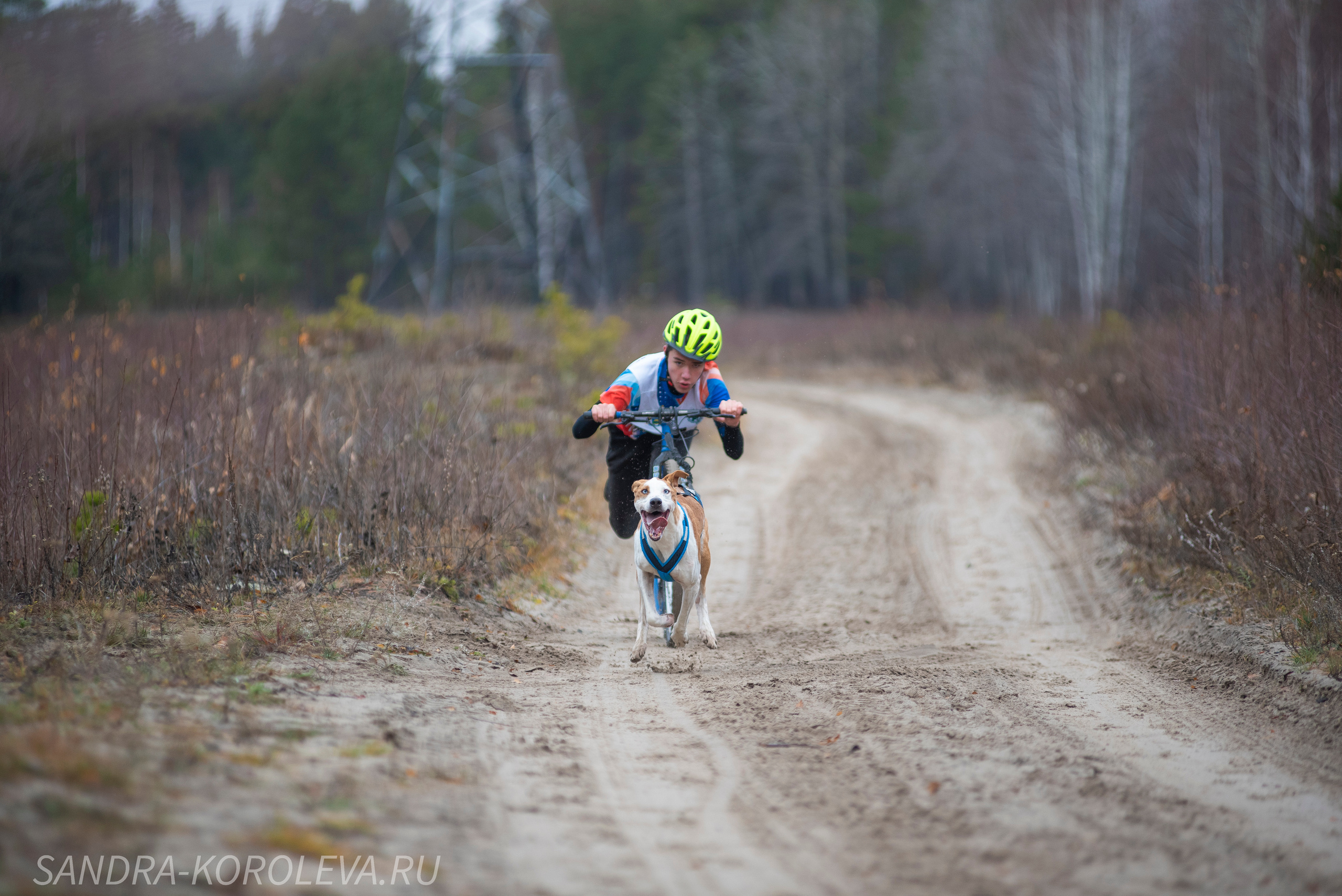 Спринт-гонка «Закрытие сезона» 24.10.2021. Дог-фотограф в Тюмени Александра Королева