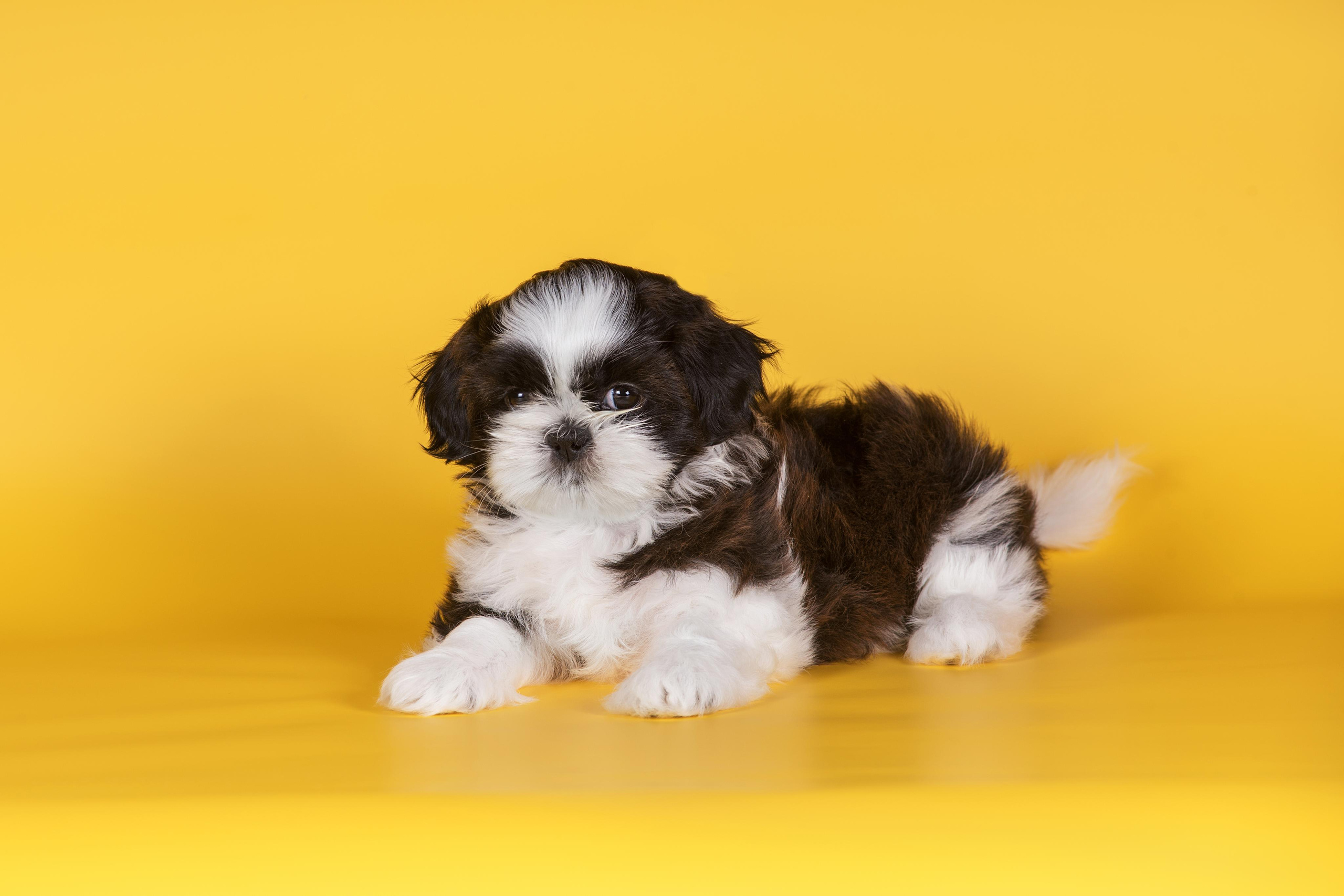 Великолепные ши-тцу. Дог-фотограф в Тюмени Александра Королева