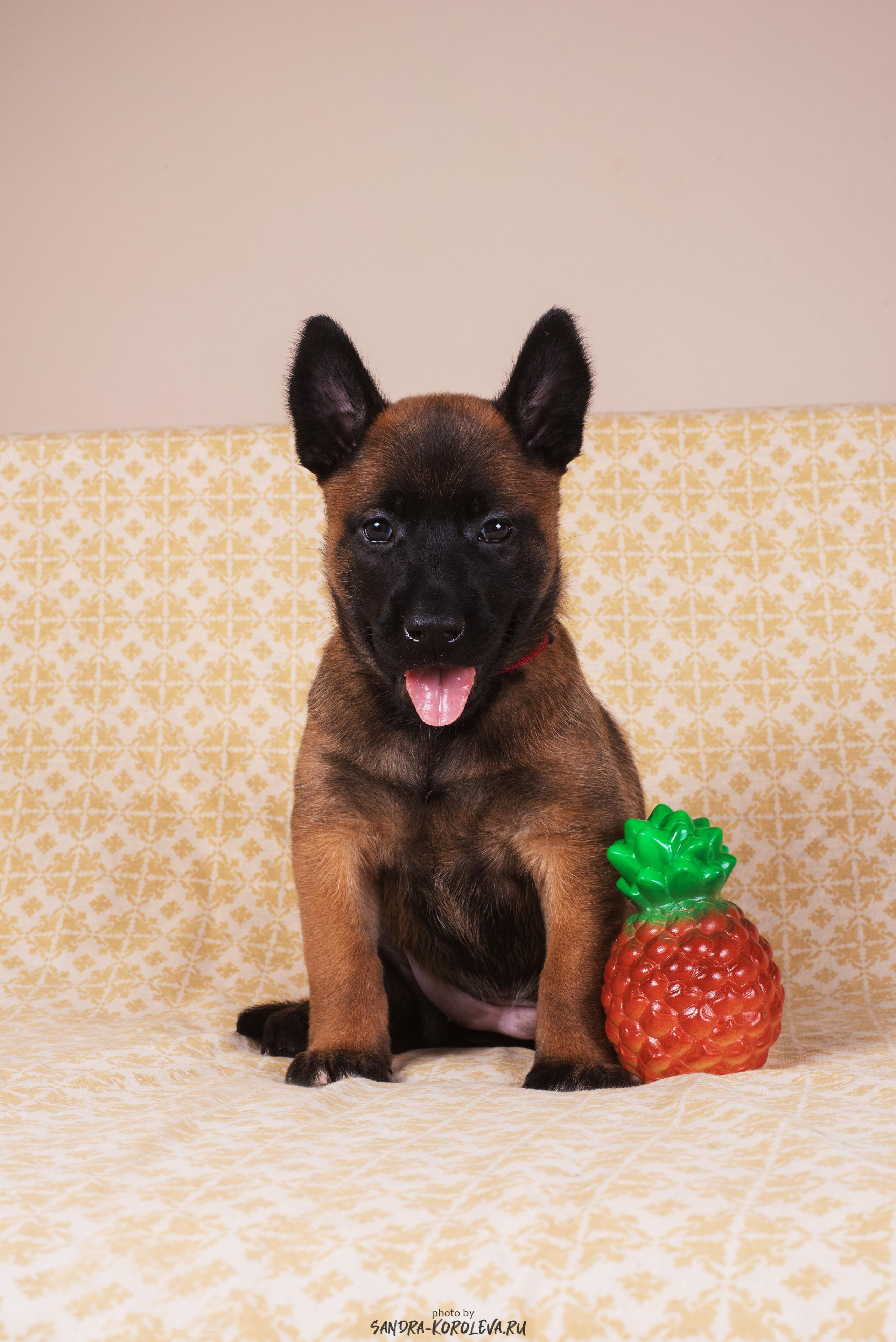 Малинойсы. Дог-фотограф в Тюмени Александра Королева