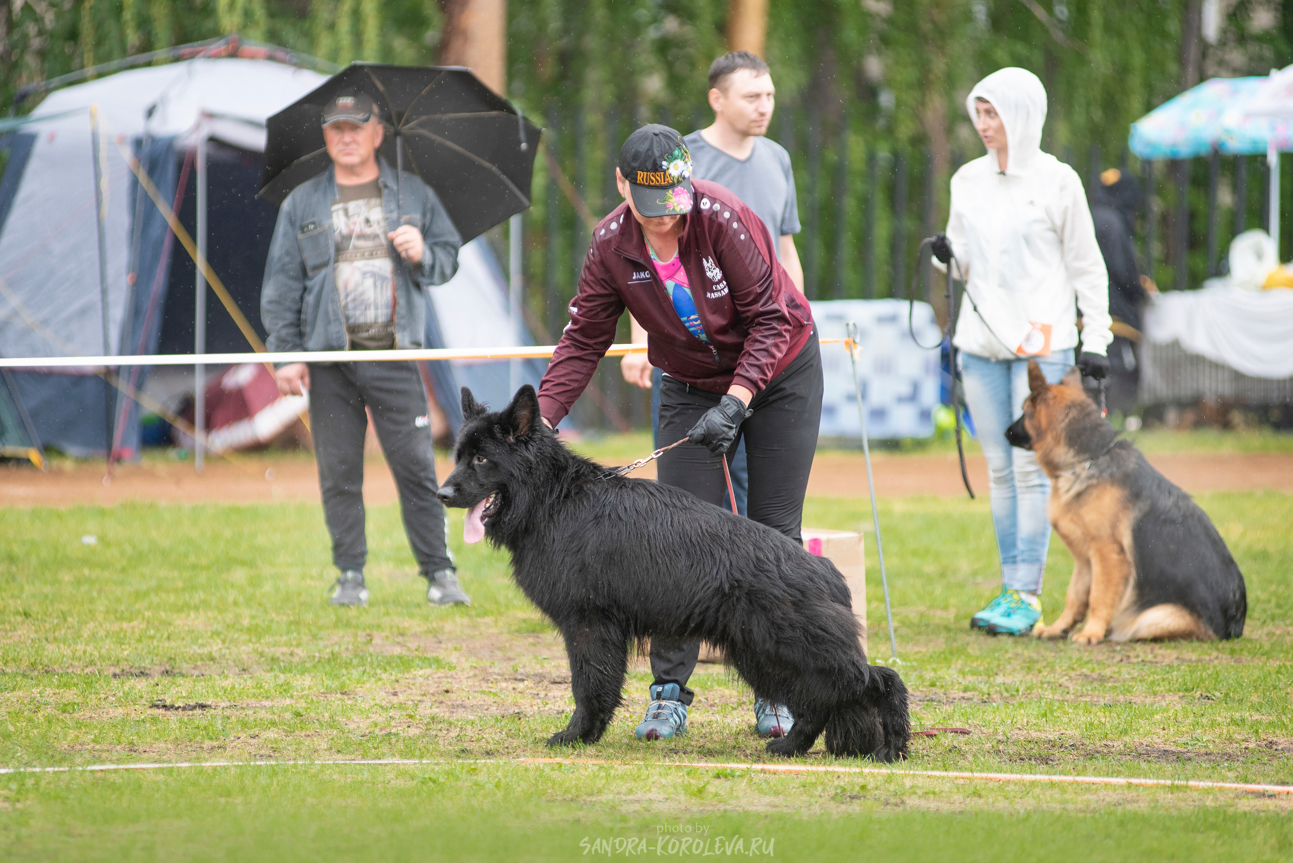 Монопородная выставка немецких овчарок, г. Заречный 2021. Дог-фотограф в Тюмени Александра Королева