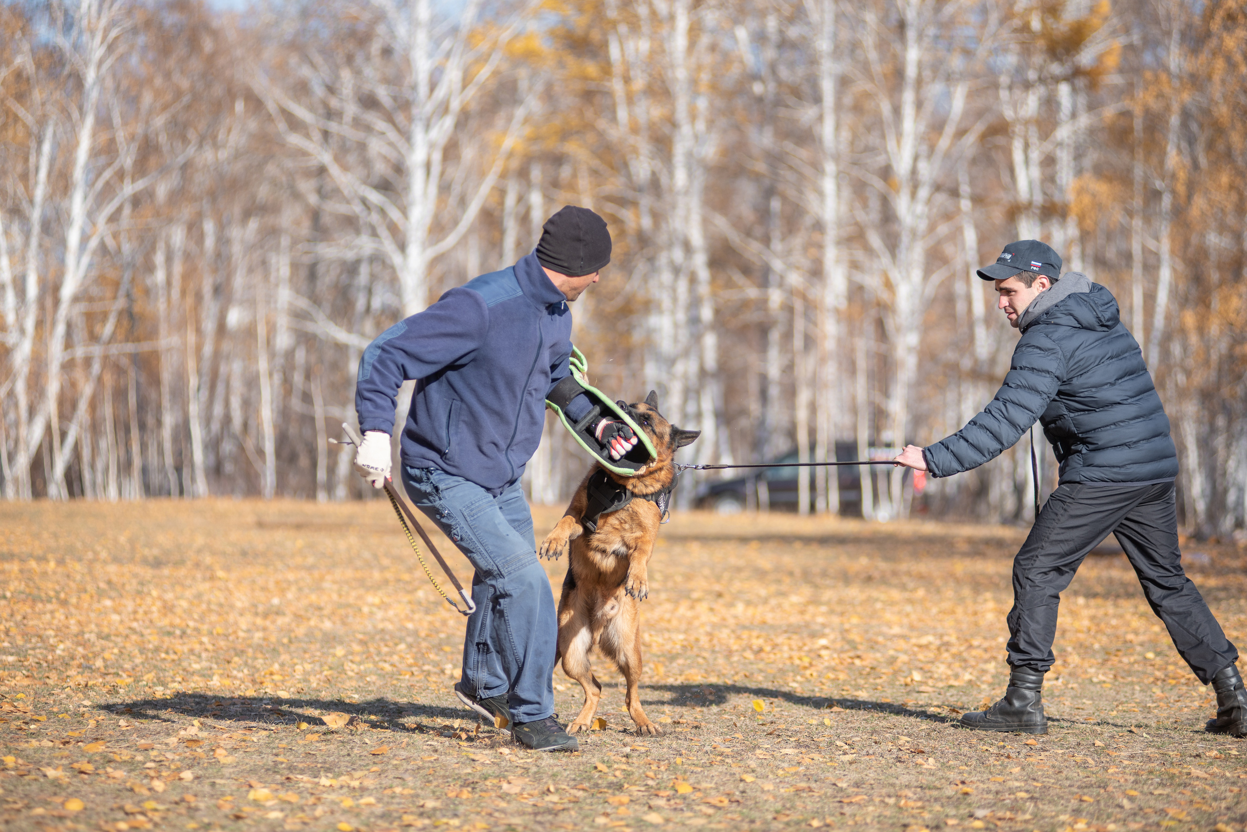 RUSSIAN HELPERS SCHOOL. Магнитогорск октябрь 2021. Дог-фотограф в Тюмени Александра Королева