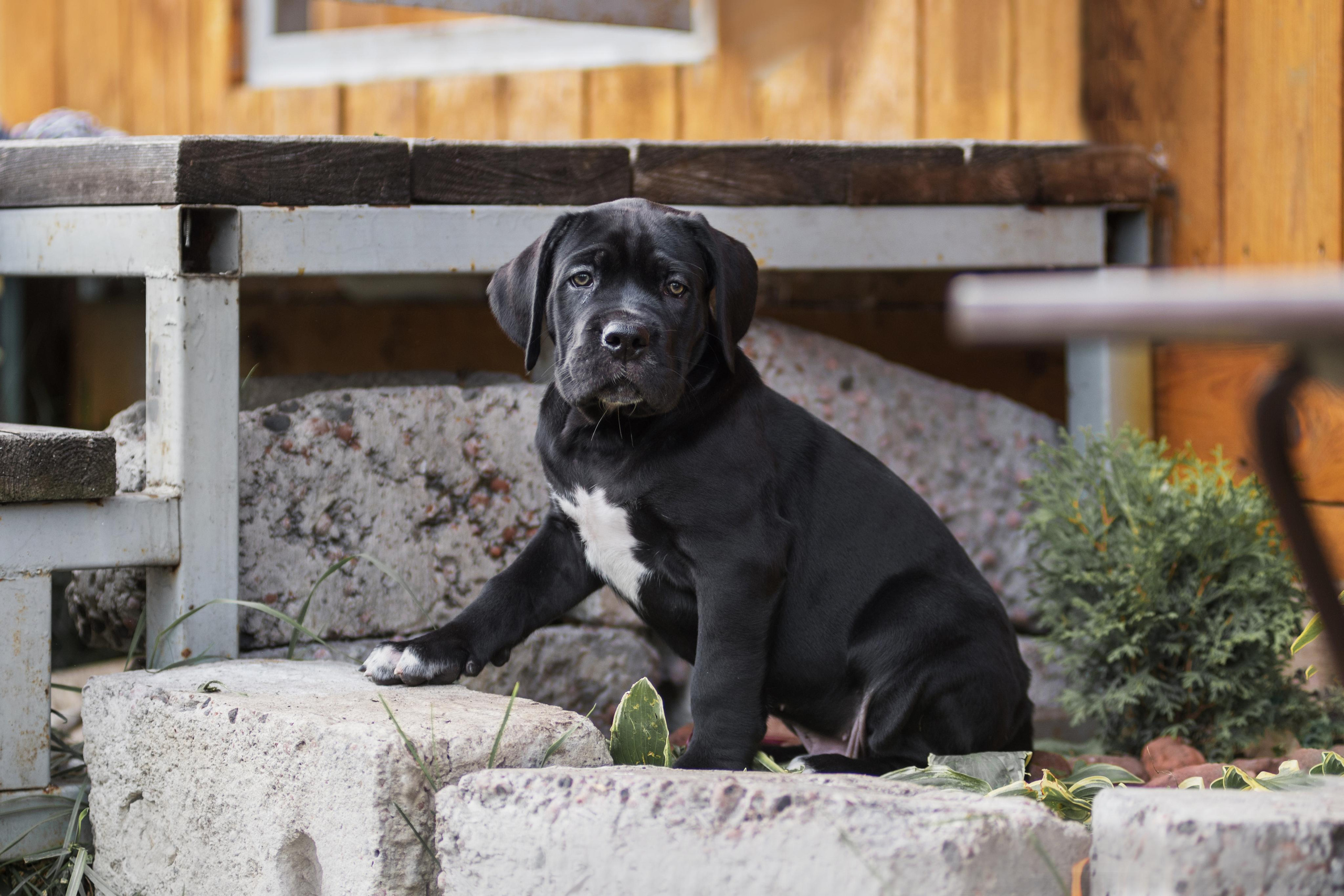 Щенки кане корсо. Дог-фотограф в Тюмени Александра Королева