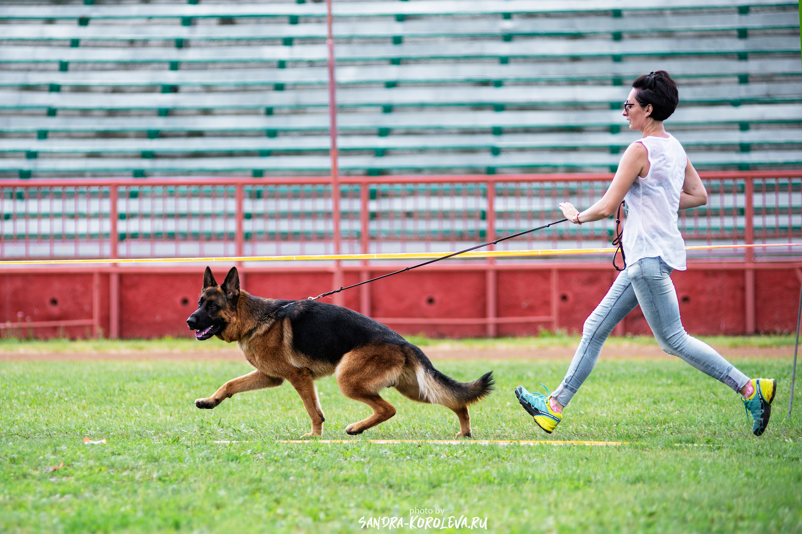 Монопородная выставка немецких овчарок, г. Заречный 2021. Дог-фотограф в Тюмени Александра Королева