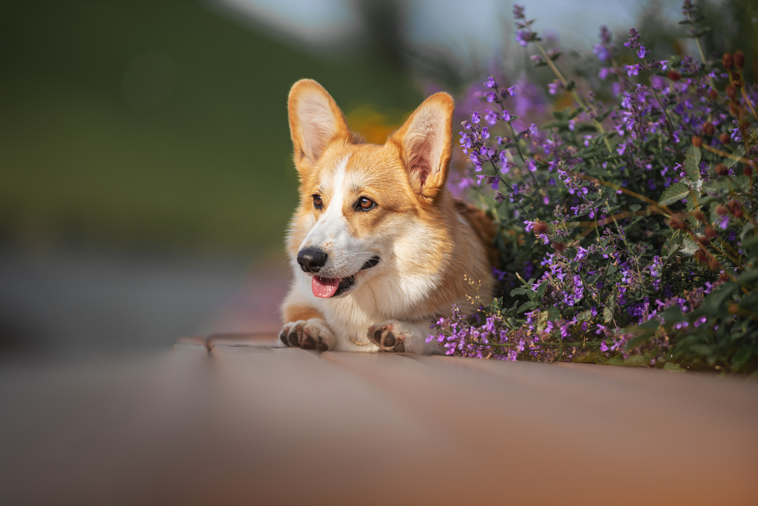 Ася и Плюша. Дог-фотограф в Тюмени Александра Королева