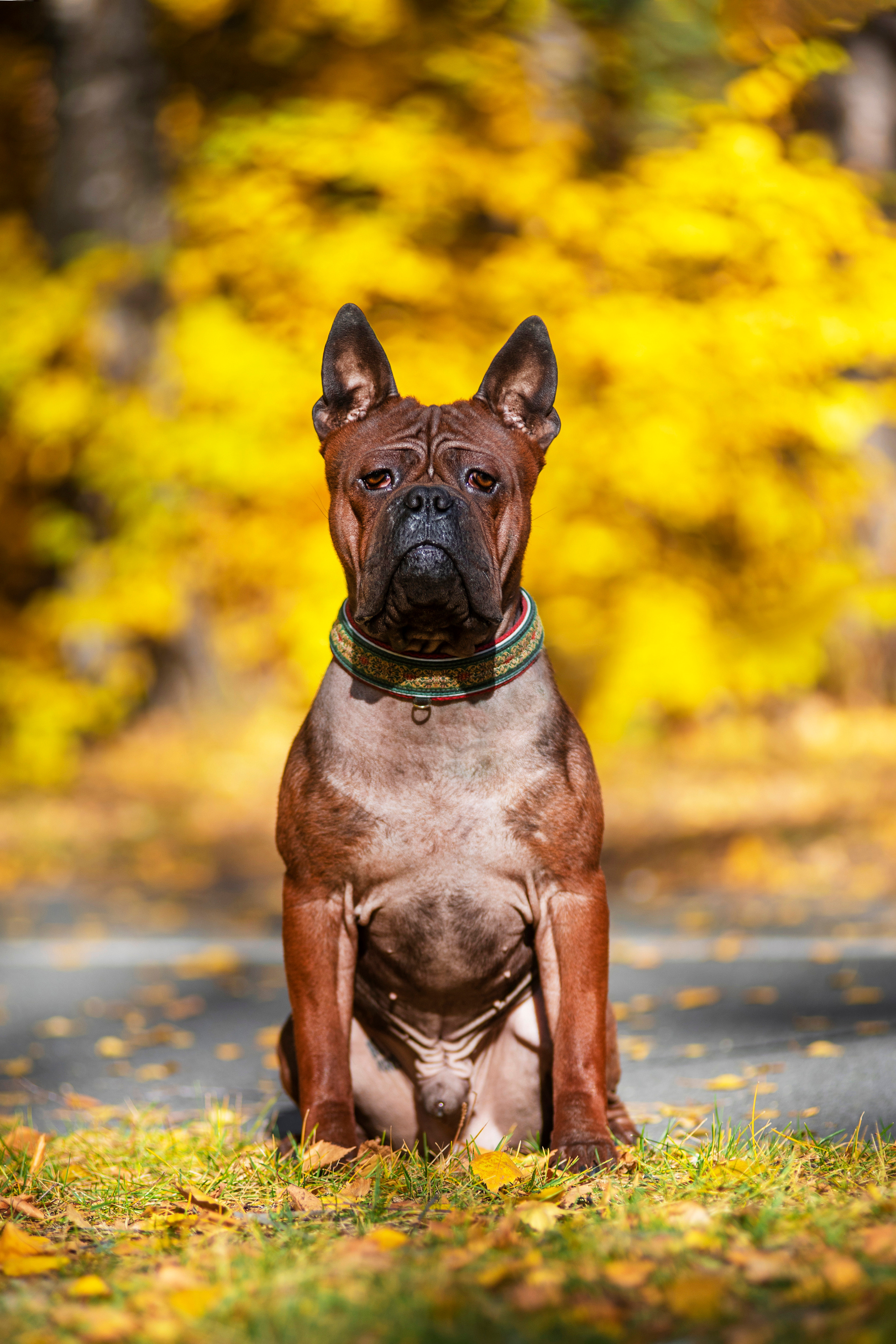 Полина и ее питомцы. Дог-фотограф в Тюмени Александра Королева