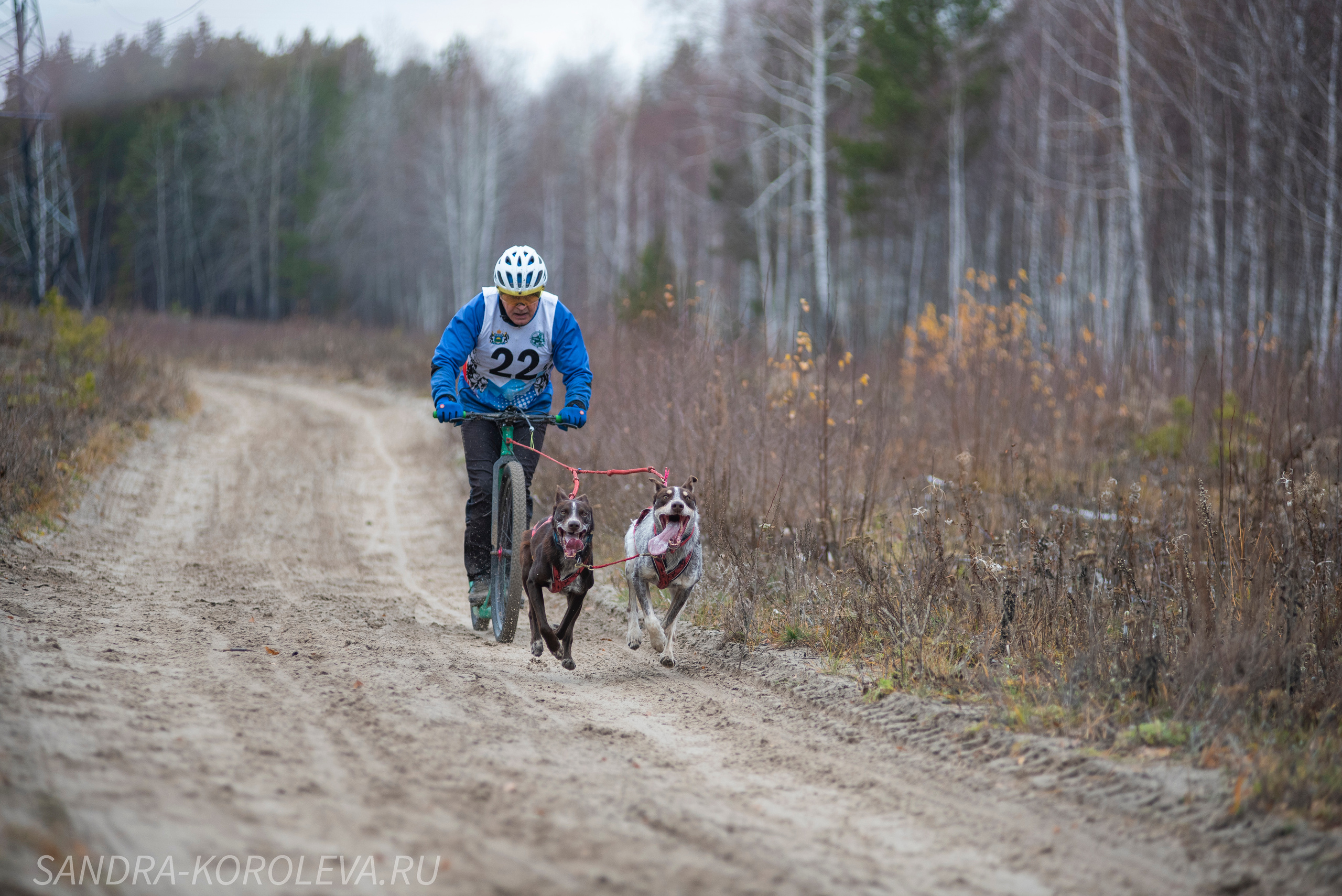 Спринт-гонка «Закрытие сезона» 24.10.2021. Дог-фотограф в Тюмени Александра Королева