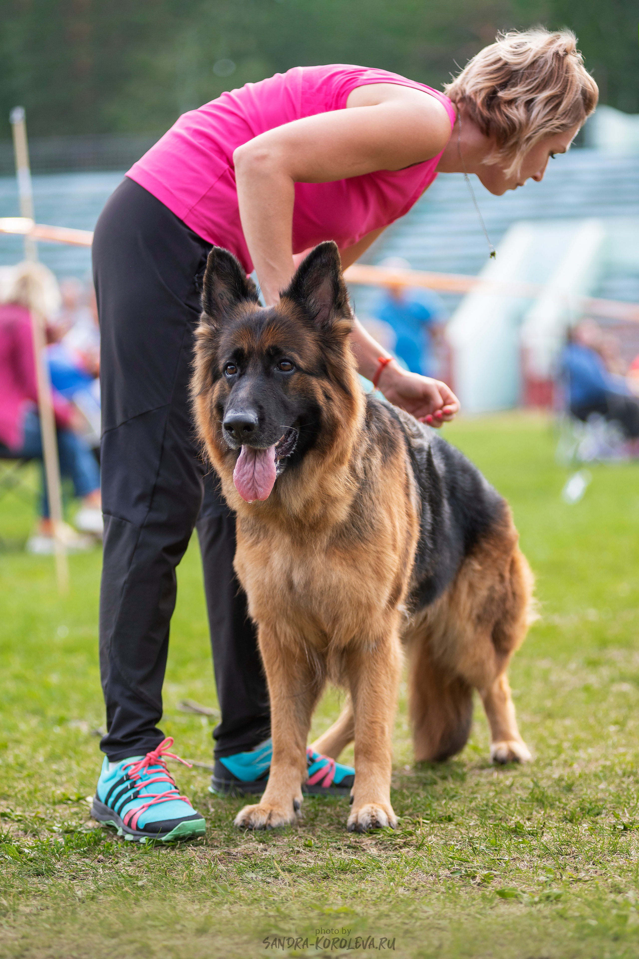 Монопородная выставка немецких овчарок, г. Заречный 2021. Дог-фотограф в Тюмени Александра Королева