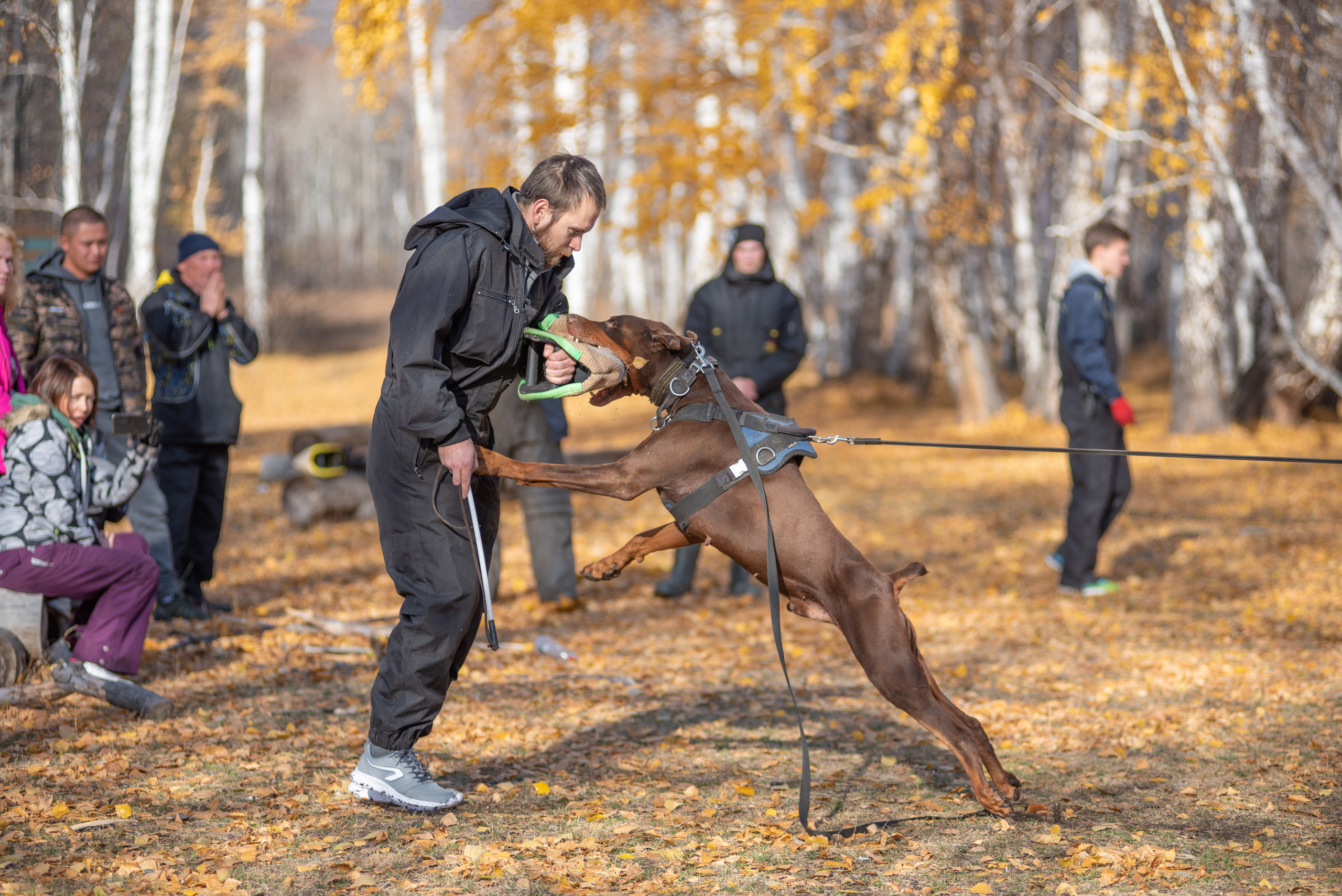 RUSSIAN HELPERS SCHOOL. Магнитогорск октябрь 2021. Дог-фотограф в Тюмени Александра Королева