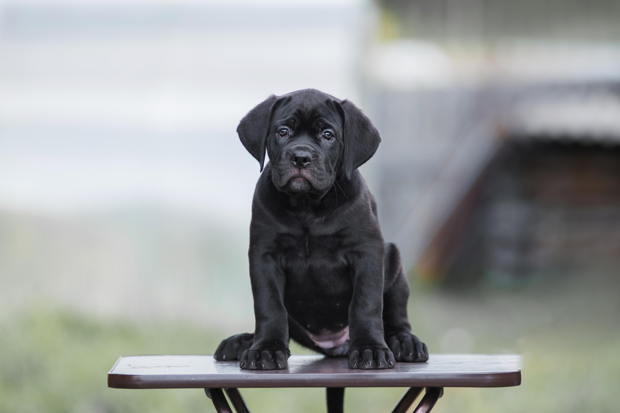 Щенки кане корсо. Дог-фотограф в Тюмени Александра Королева