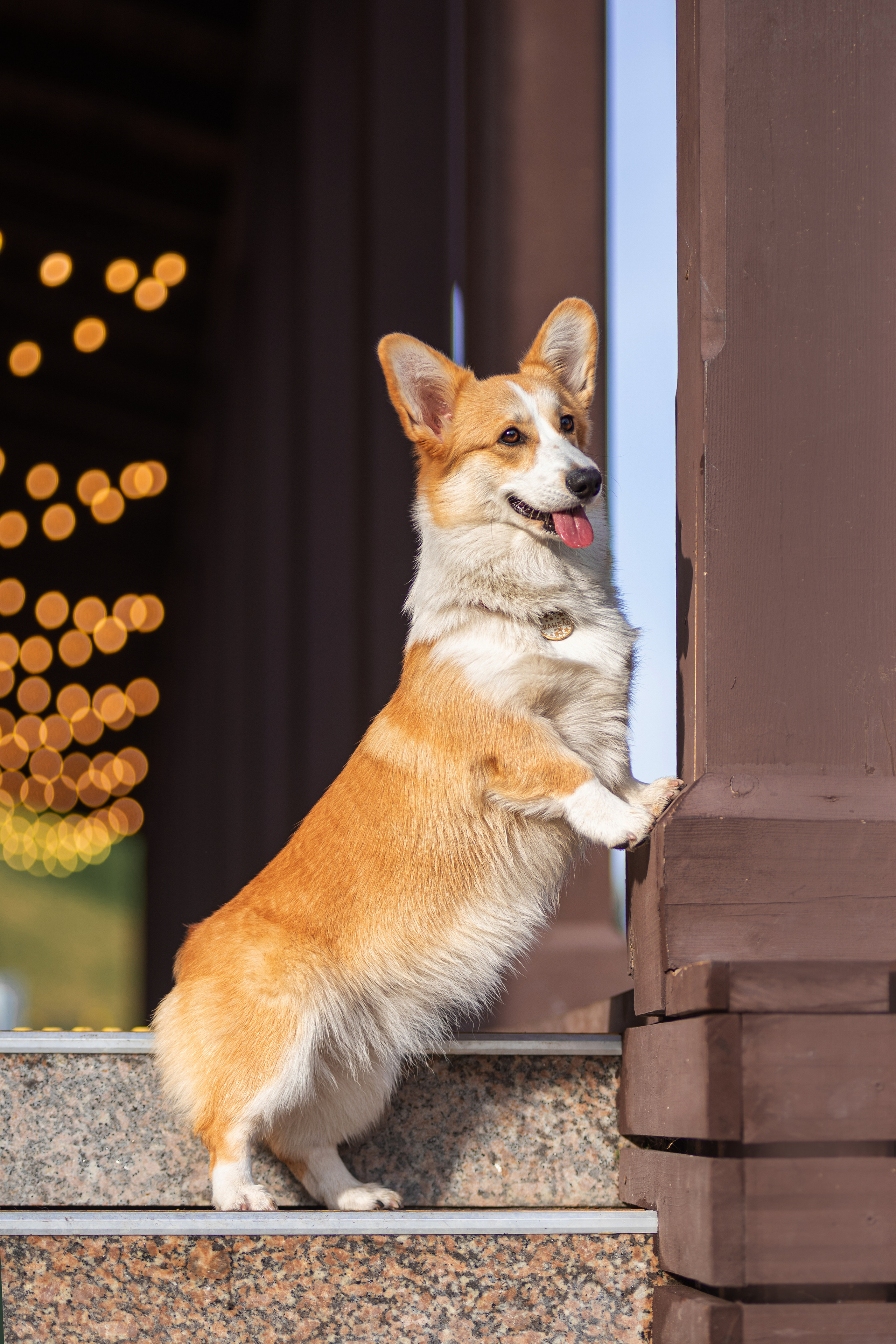 Ася и Плюша. Дог-фотограф в Тюмени Александра Королева