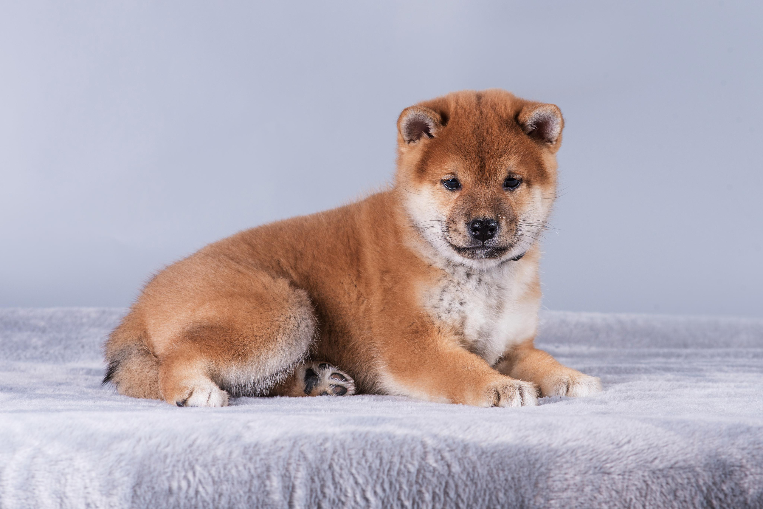 Маленькие сибы. Дог-фотограф в Тюмени Александра Королева