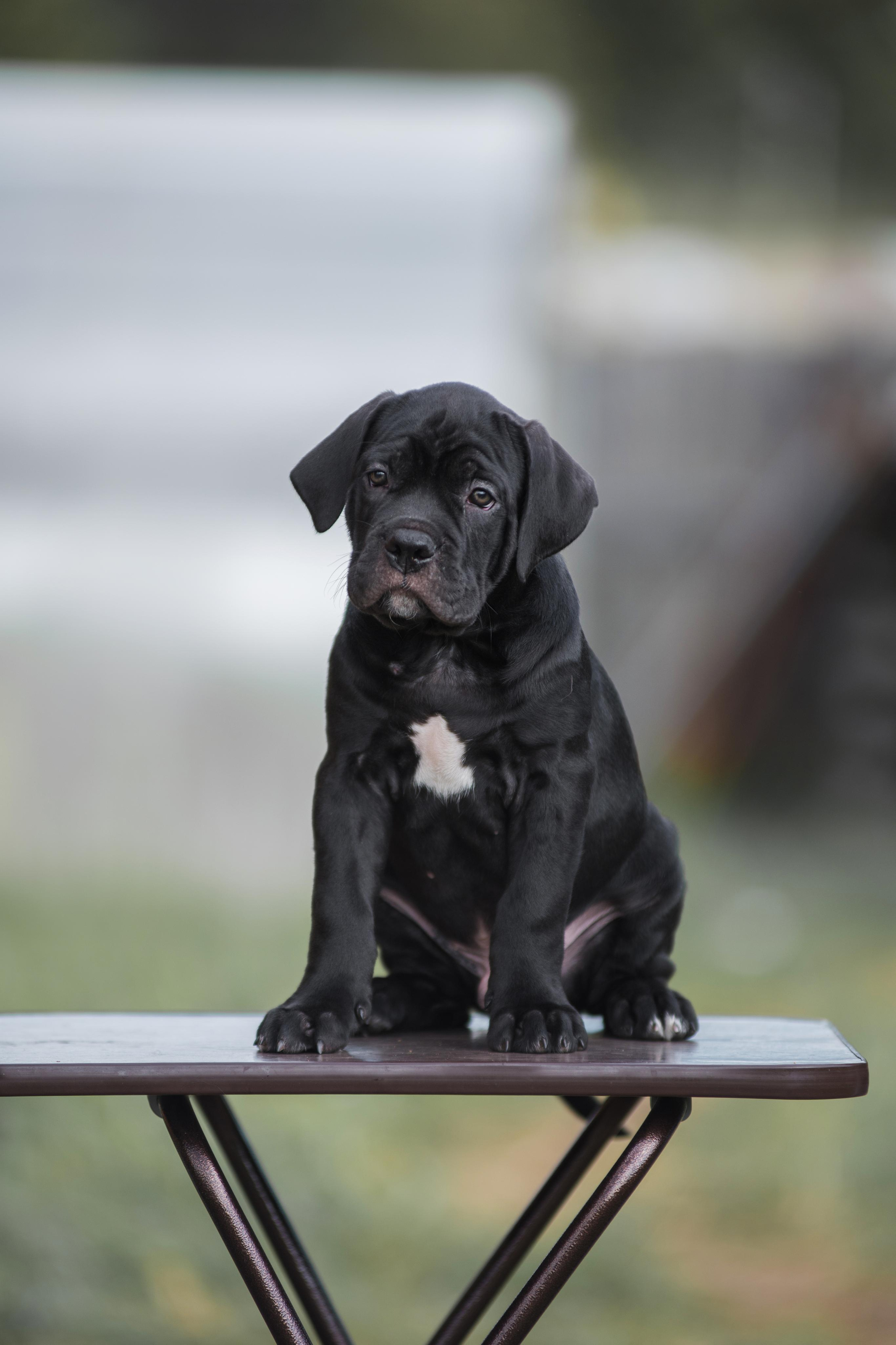 Щенки кане корсо. Дог-фотограф в Тюмени Александра Королева