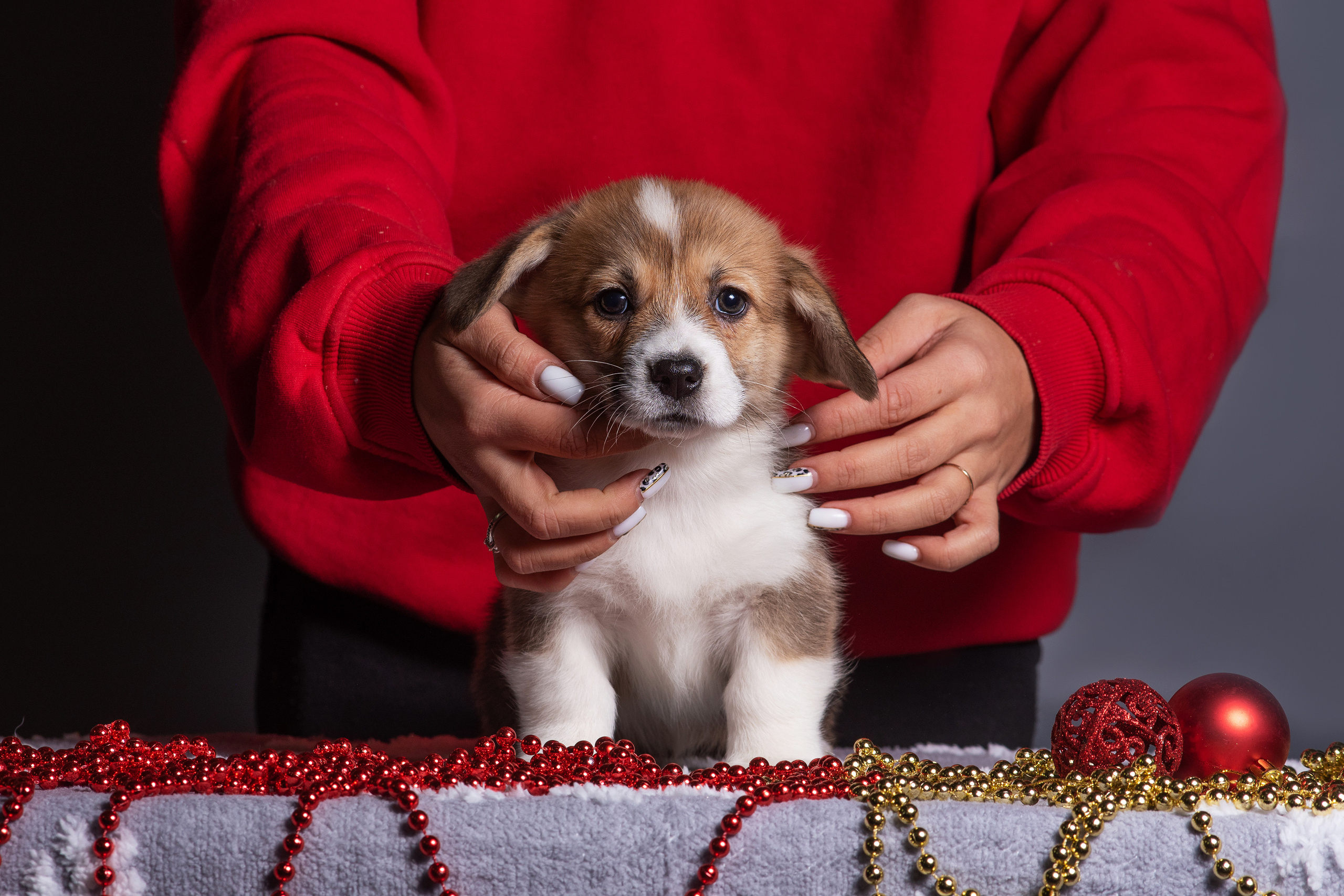 Новогодние коржики с сахарной посыпкой. Дог-фотограф в Тюмени Александра Королева