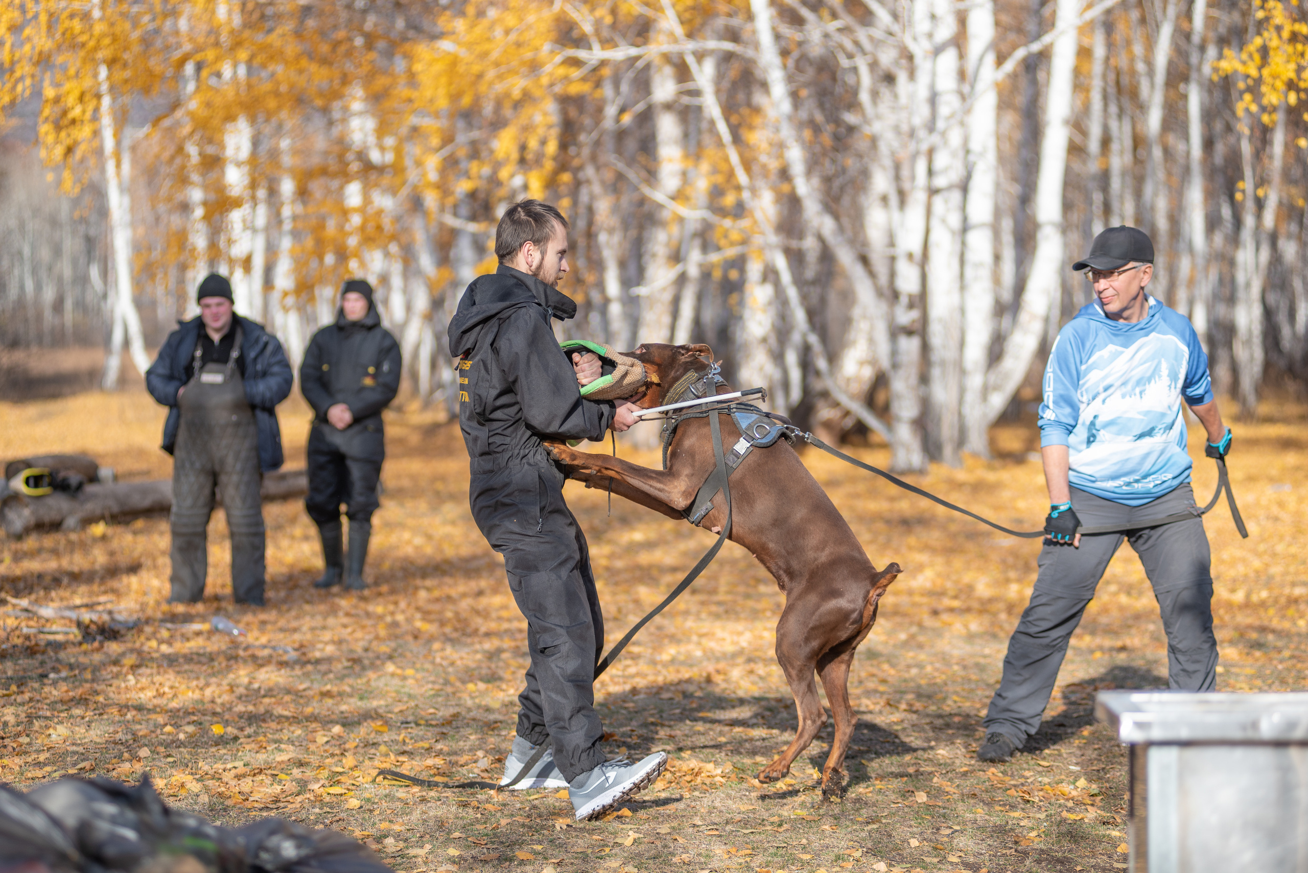 RUSSIAN HELPERS SCHOOL. Магнитогорск октябрь 2021. Дог-фотограф в Тюмени Александра Королева