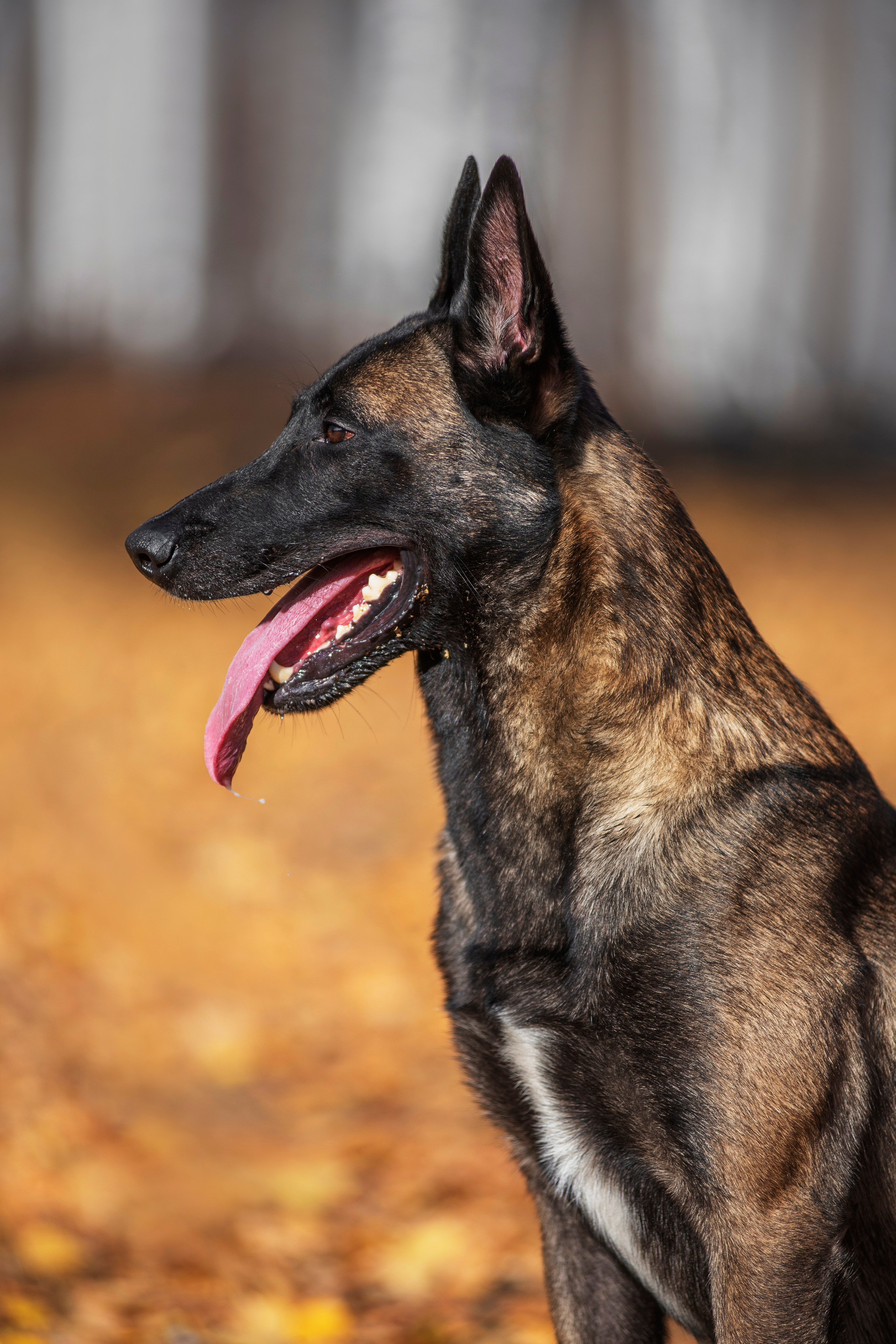 Малинуа Гектор. Дог-фотограф в Тюмени Александра Королева