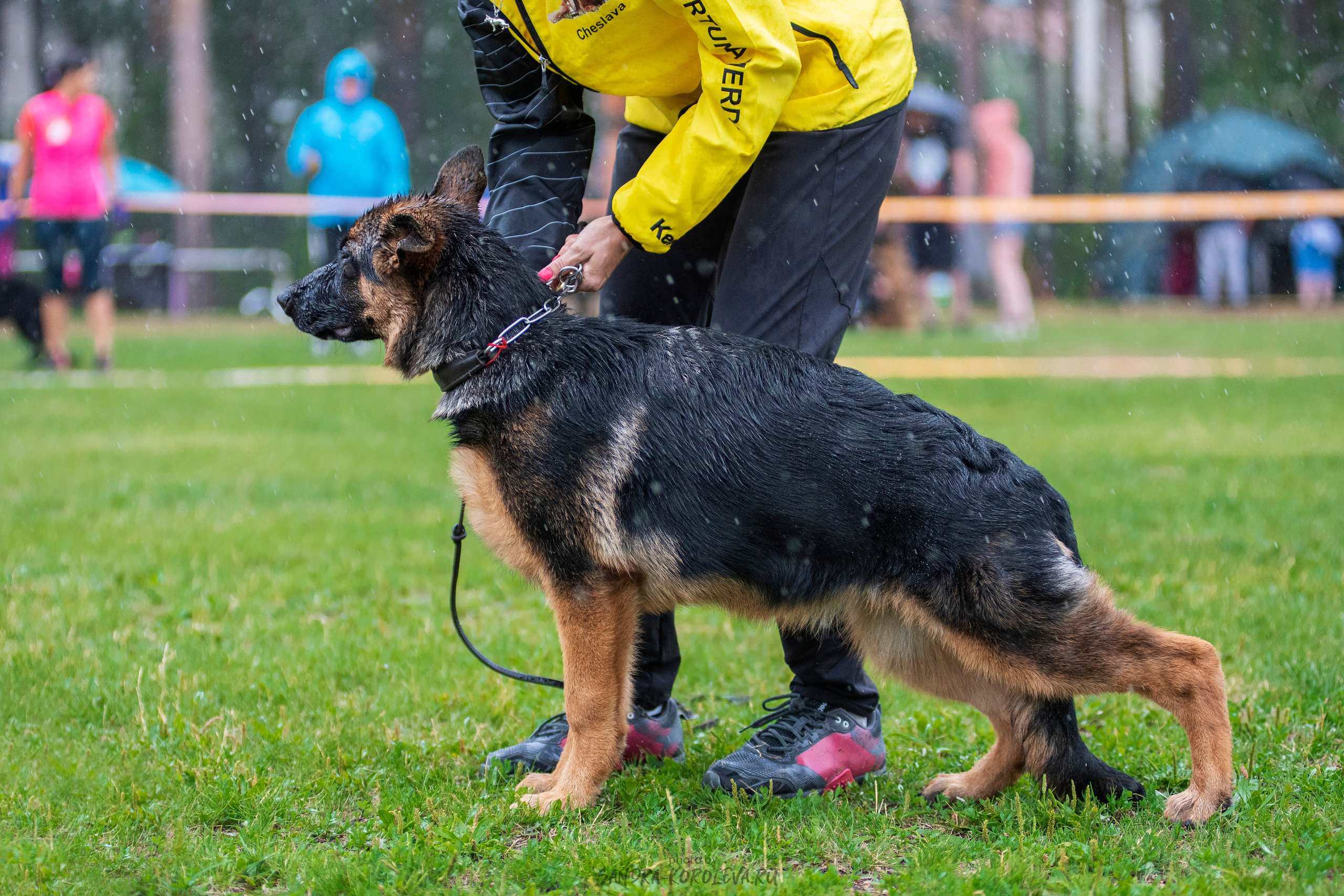 Монопородная выставка немецких овчарок, г. Заречный 2021. Дог-фотограф в Тюмени Александра Королева