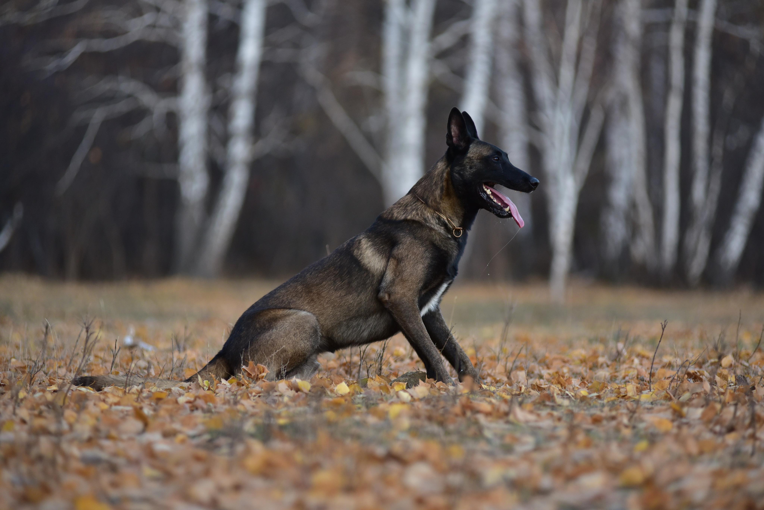Малинуа Гектор. Дог-фотограф в Тюмени Александра Королева